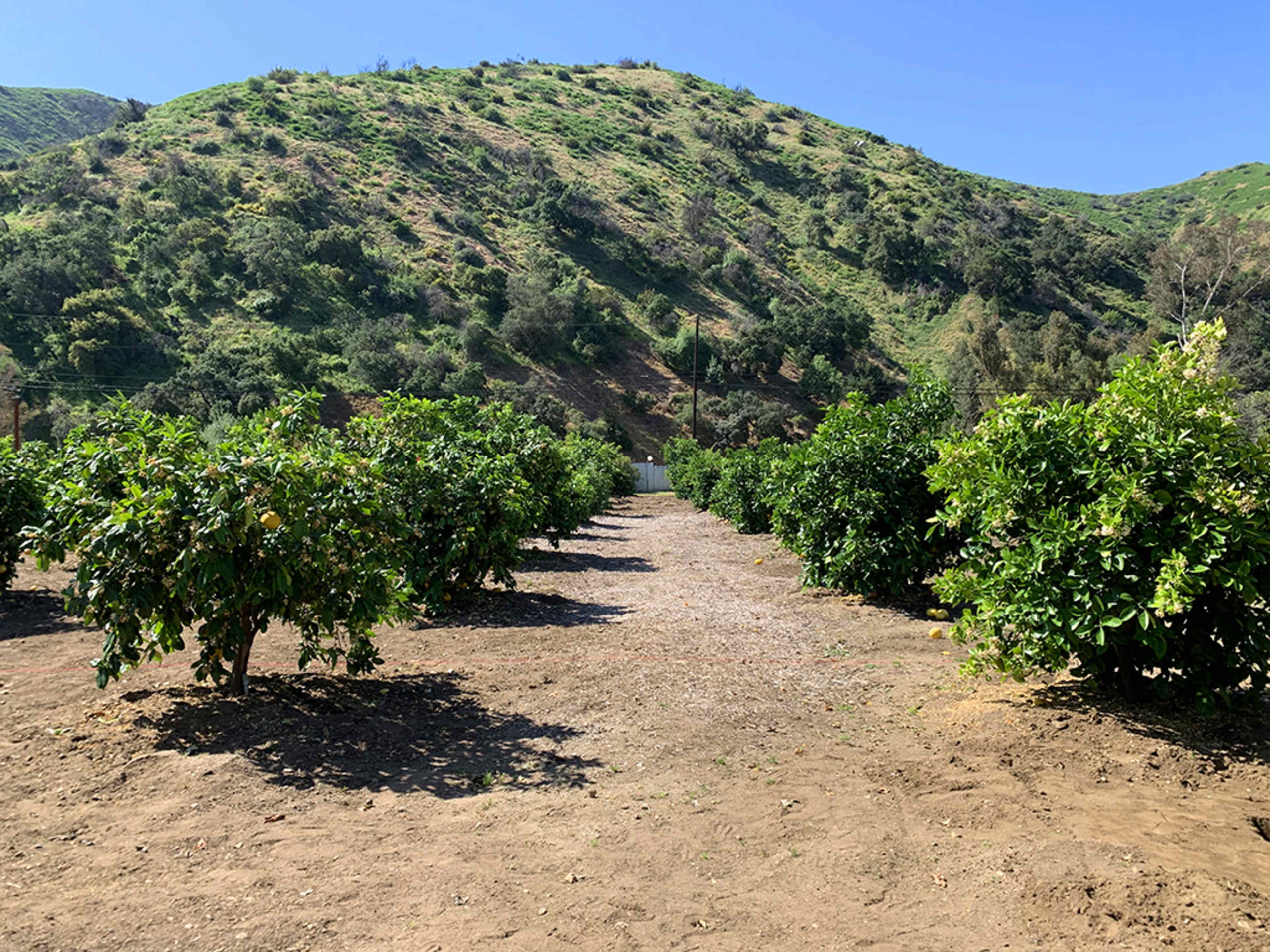 Rows of citrus trees line a gravel path in a hillside orchard under a clear blue sky.