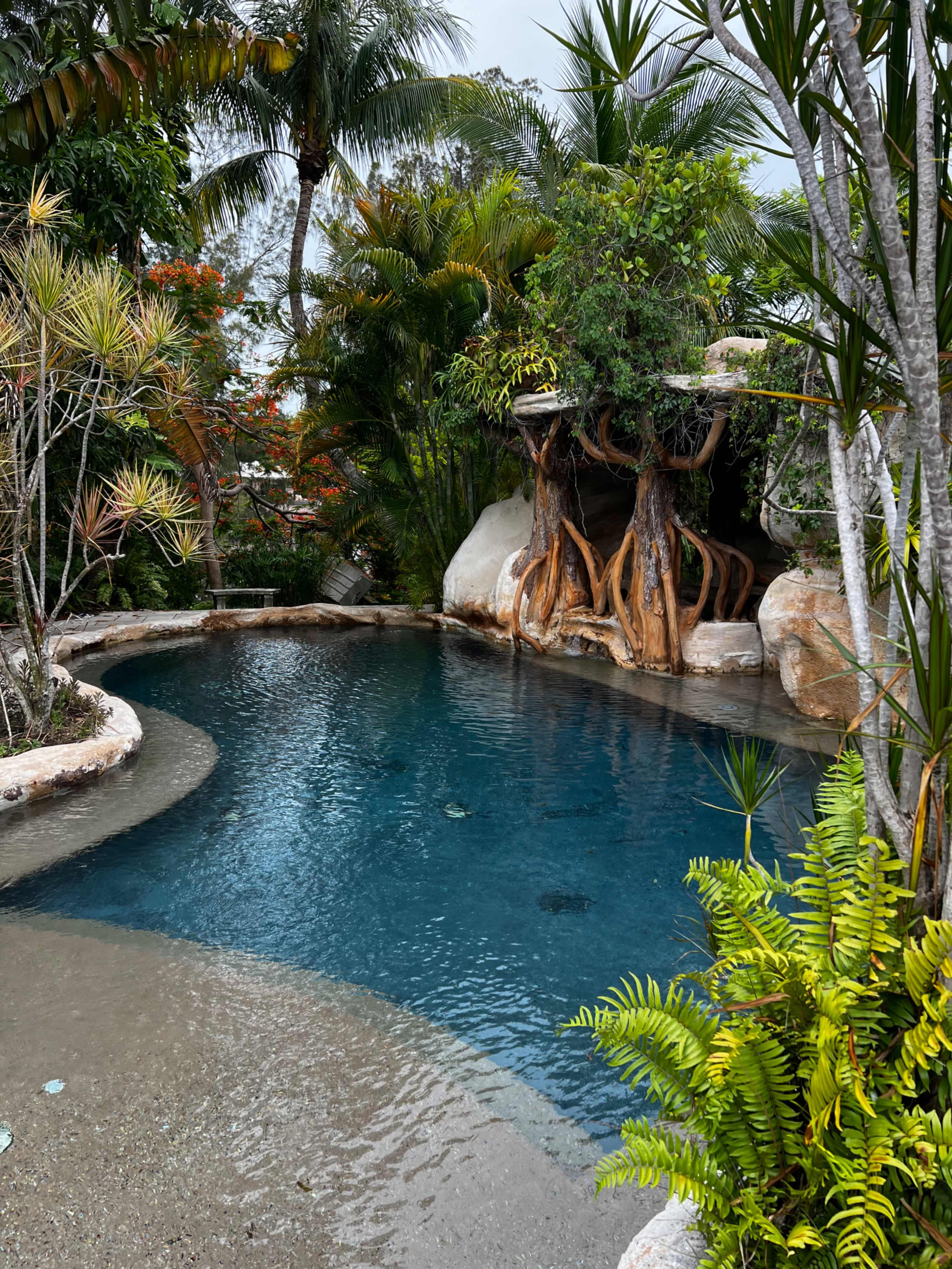 The image shows a landscaped pool area surrounded by tropical plants and a rock formation with exposed roots.