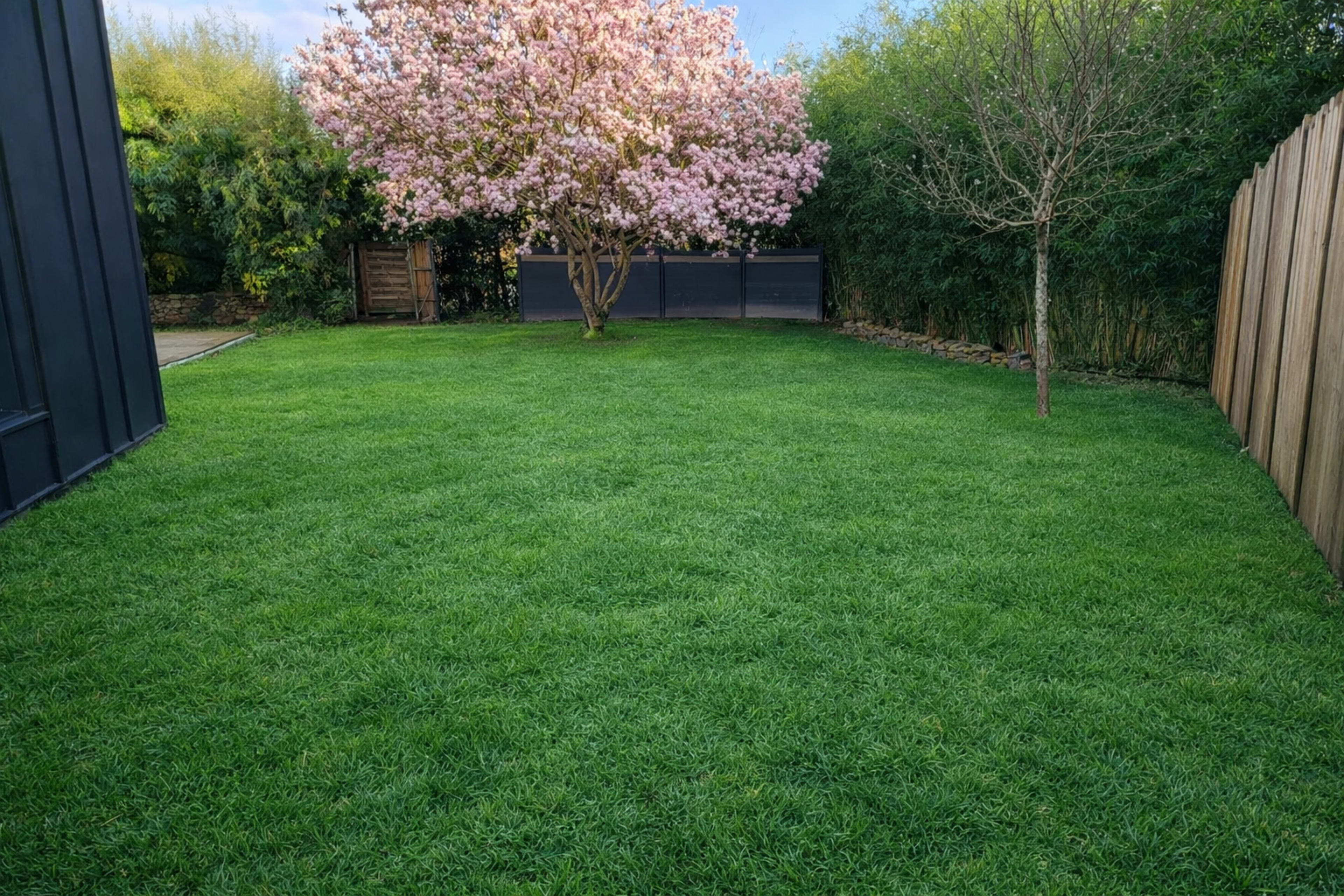 The image shows a well-maintained grassy yard featuring a large pink flowering tree in the background.