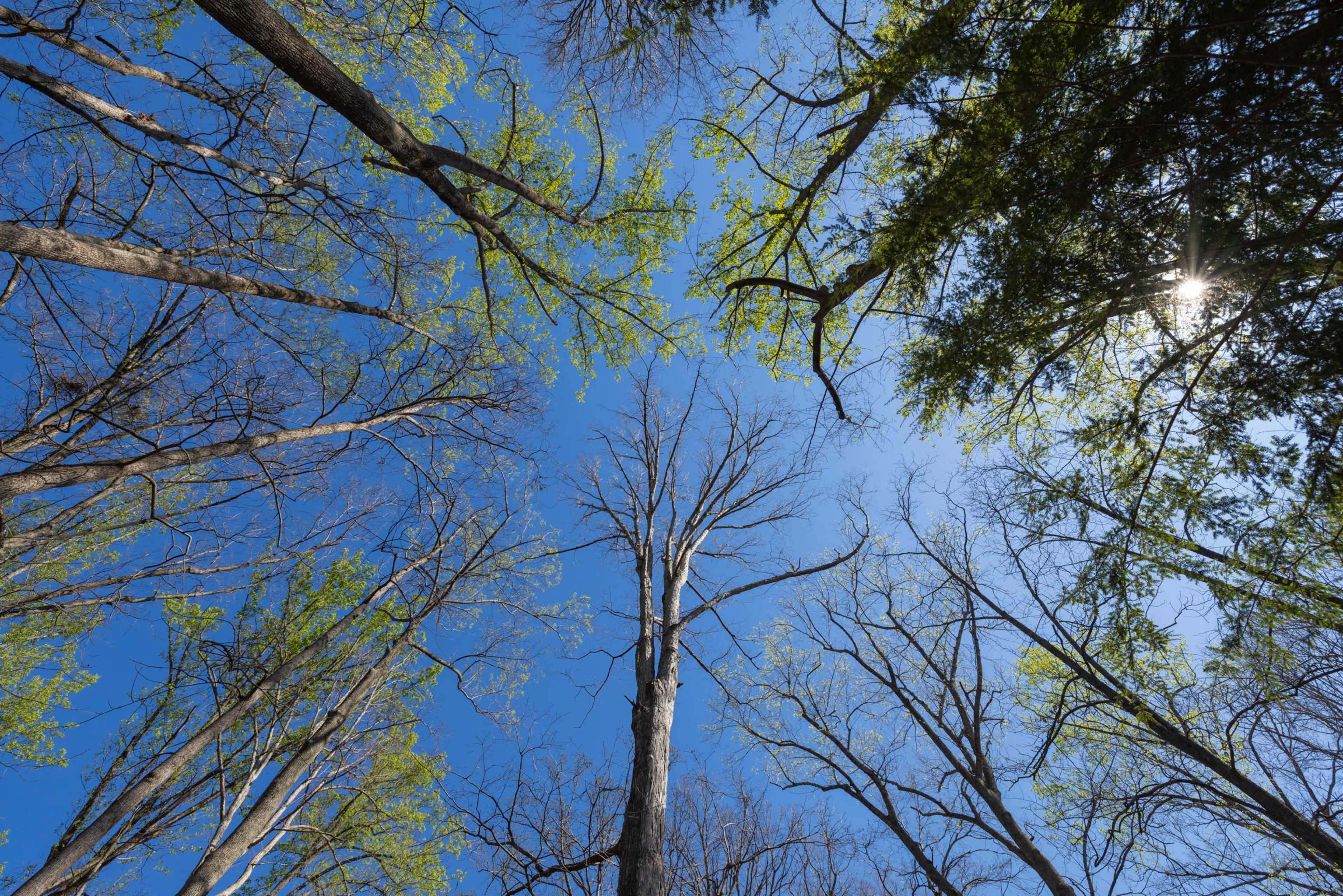 The image shows a view of tall trees against a clear blue sky, with new green leaves present on some branches and sunlight peeking through.
