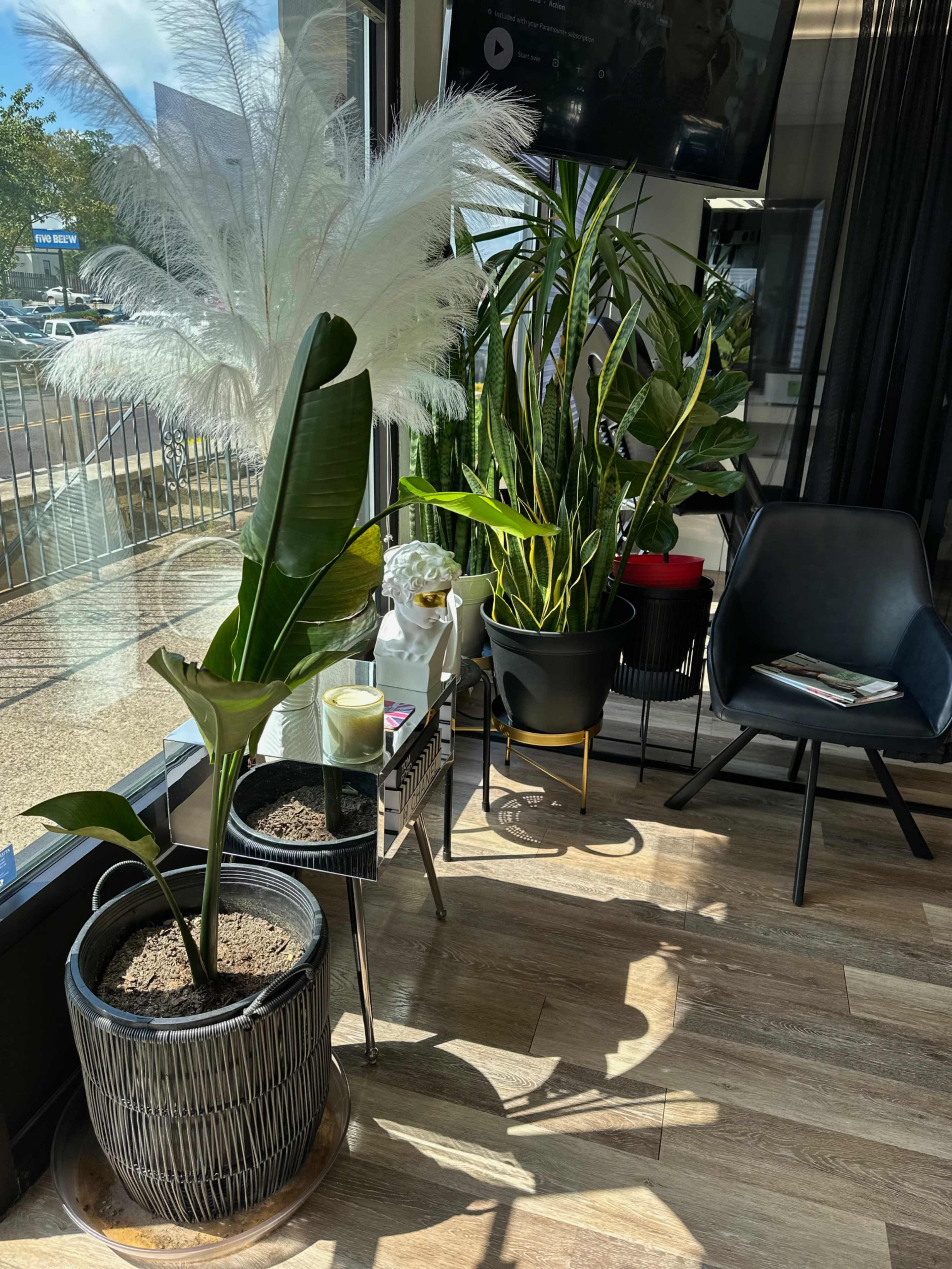 A modern indoor seating area with various potted plants, including a large white feather plant and a banana plant, alongside a black chair and a small table.
