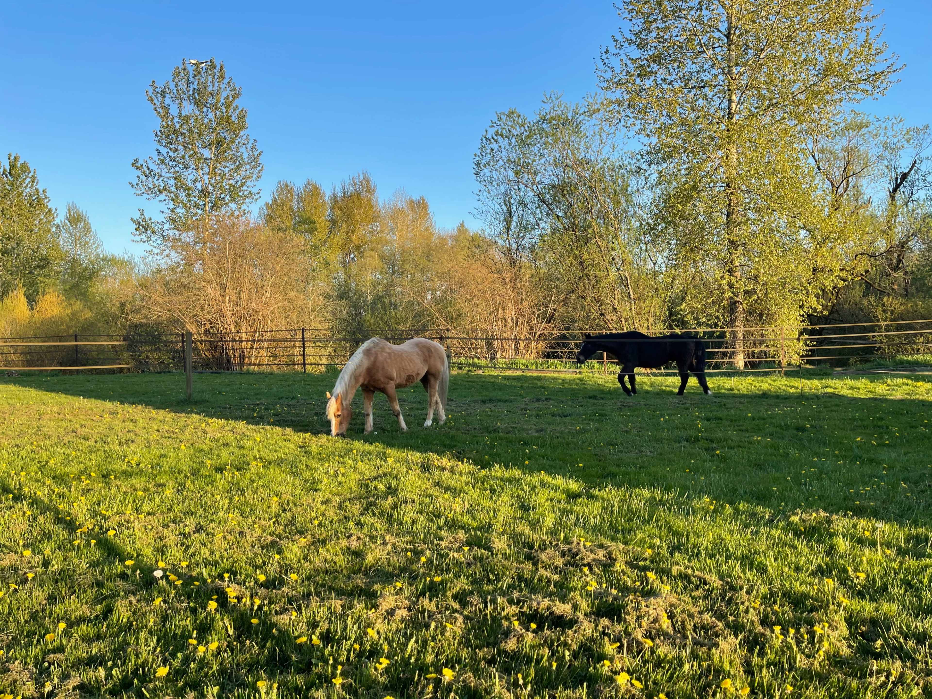 Two horses, one tan and one black, graze on a grassy field surrounded by trees under a clear blue sky.
