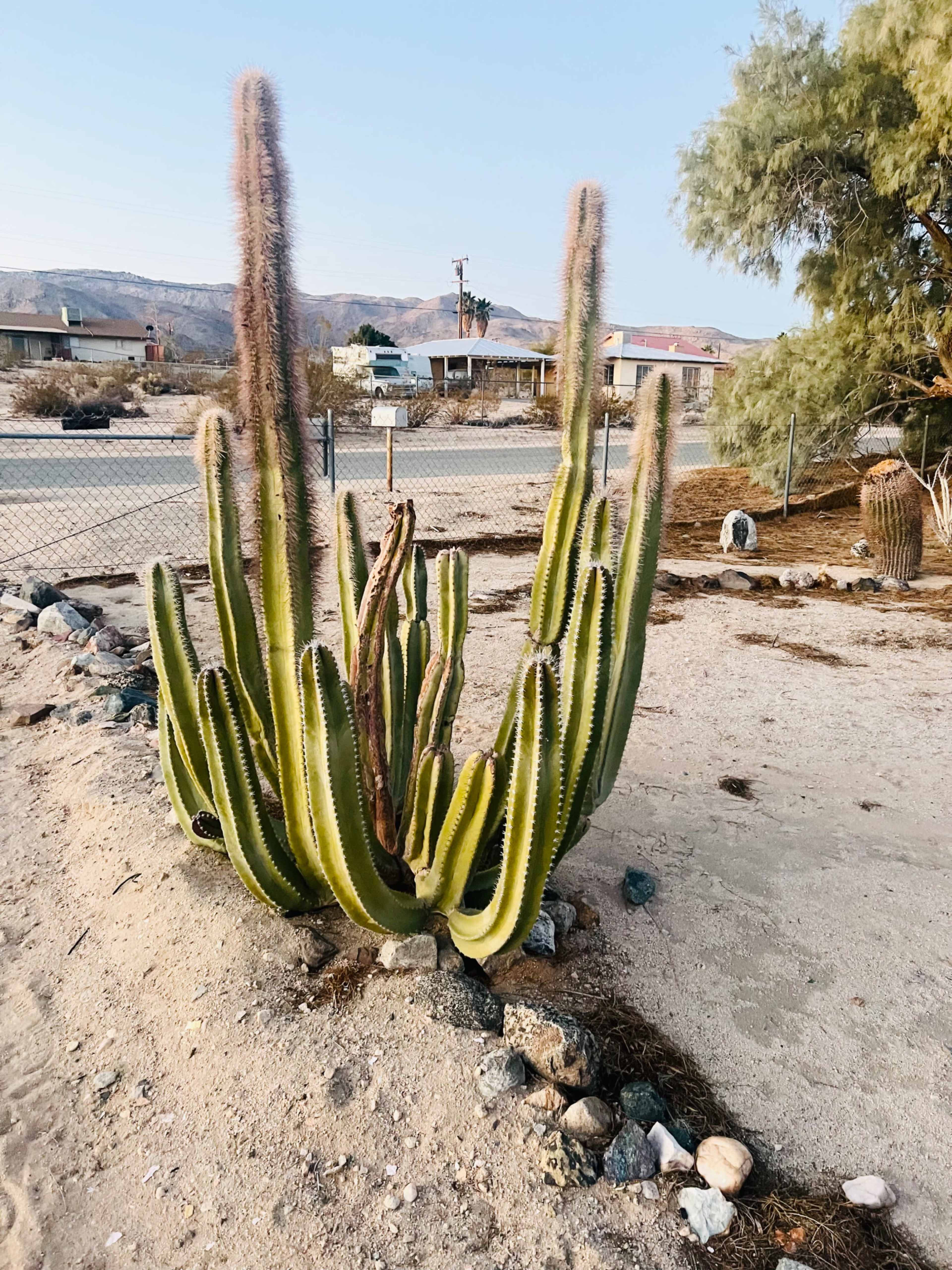 A tall cactus with multiple arms grows in a sandy area surrounded by rocks and sparse vegetation.