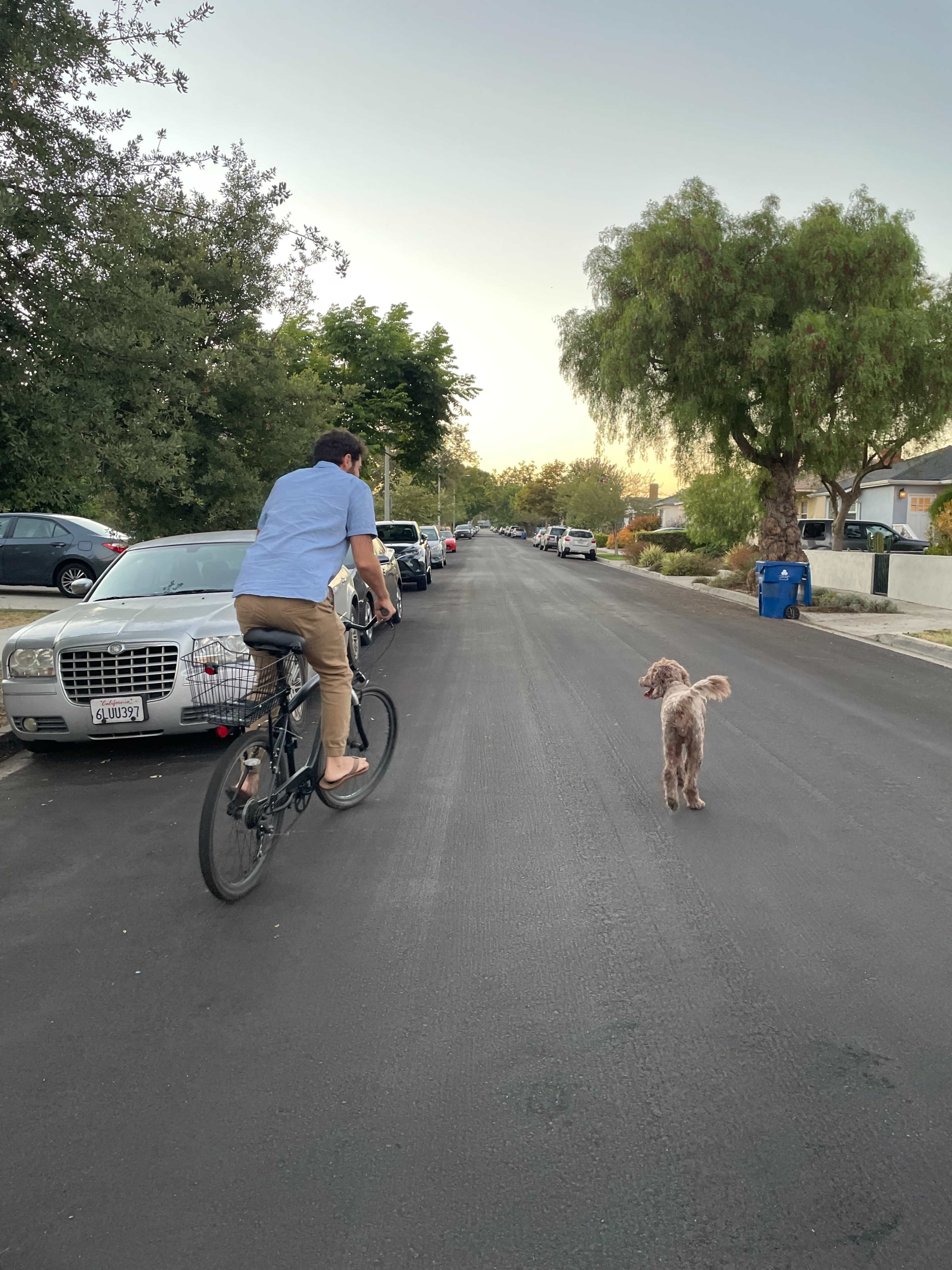 A person rides a bicycle down a quiet street while a dog walks nearby.