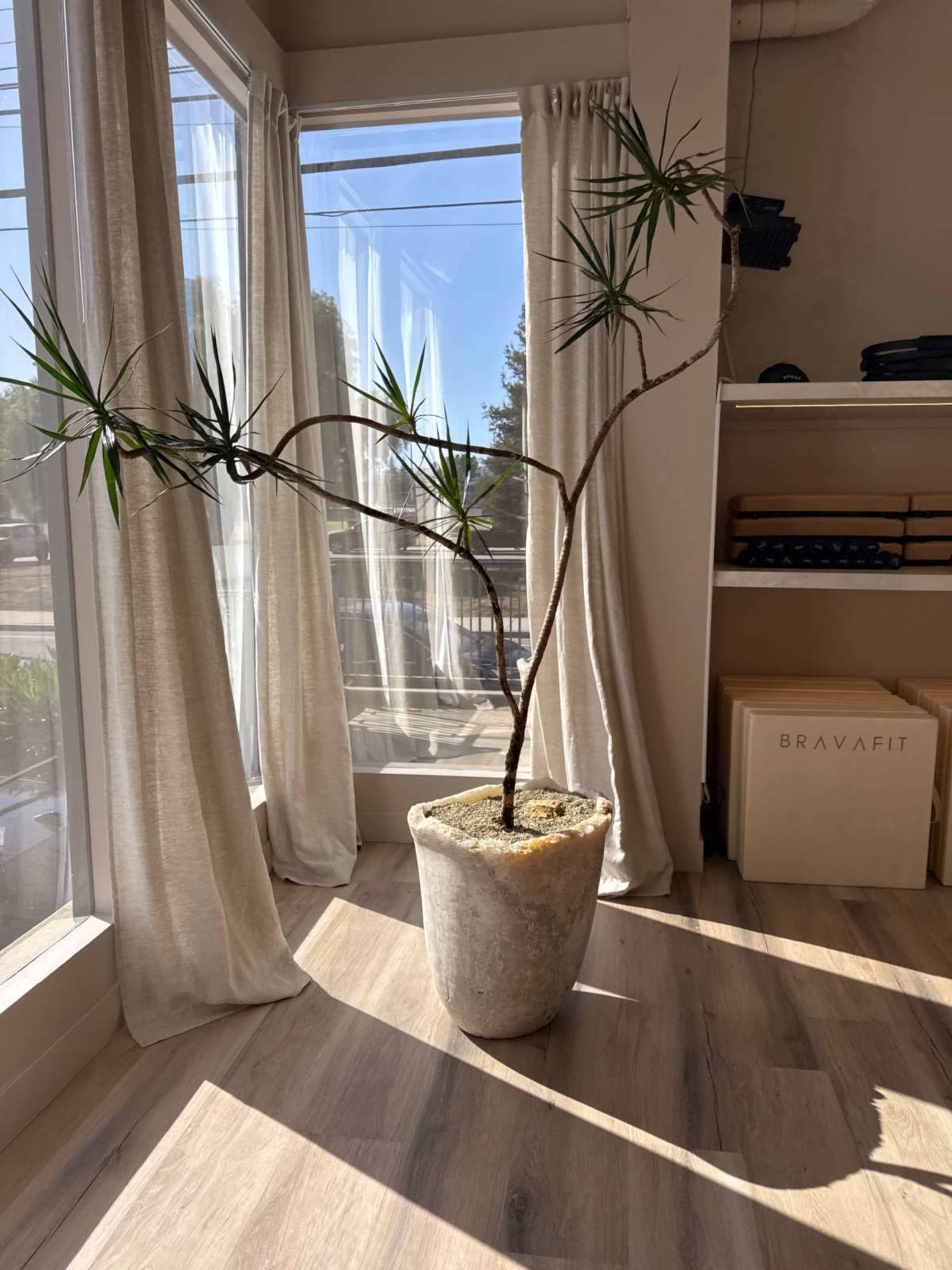 A potted plant with long, slender branches stands in the corner of a room with large windows and wooden flooring.