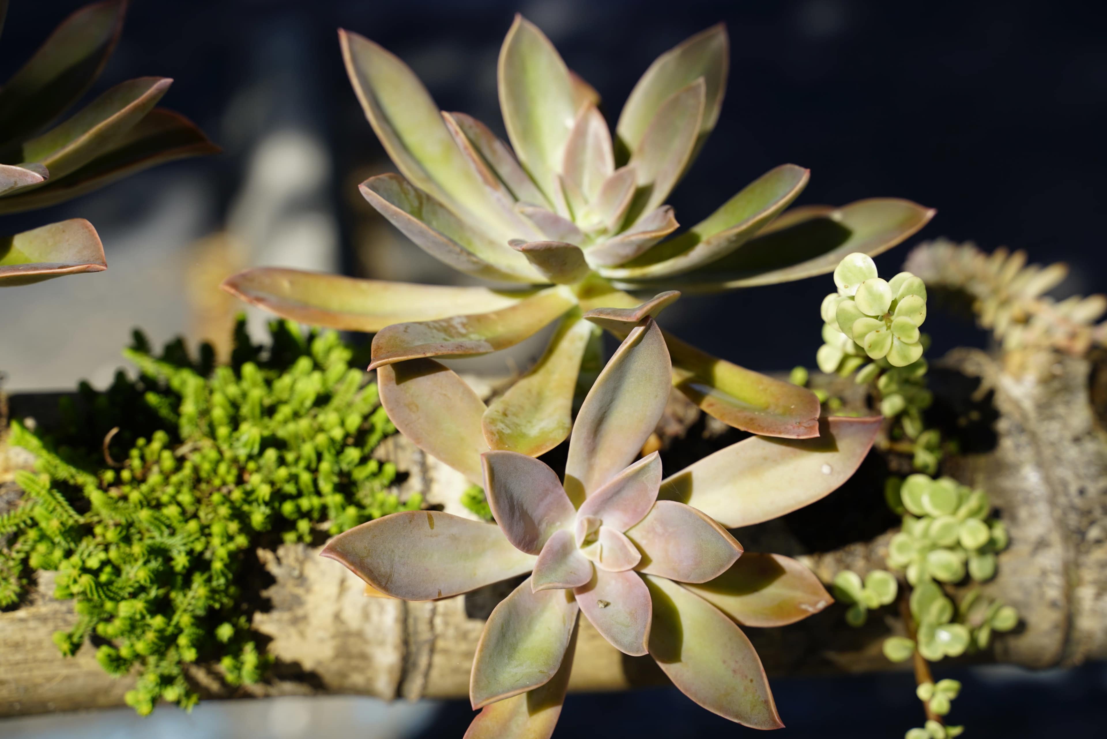 A cluster of succulent plants grows on a wooden surface, surrounded by green moss and small leafy growths.