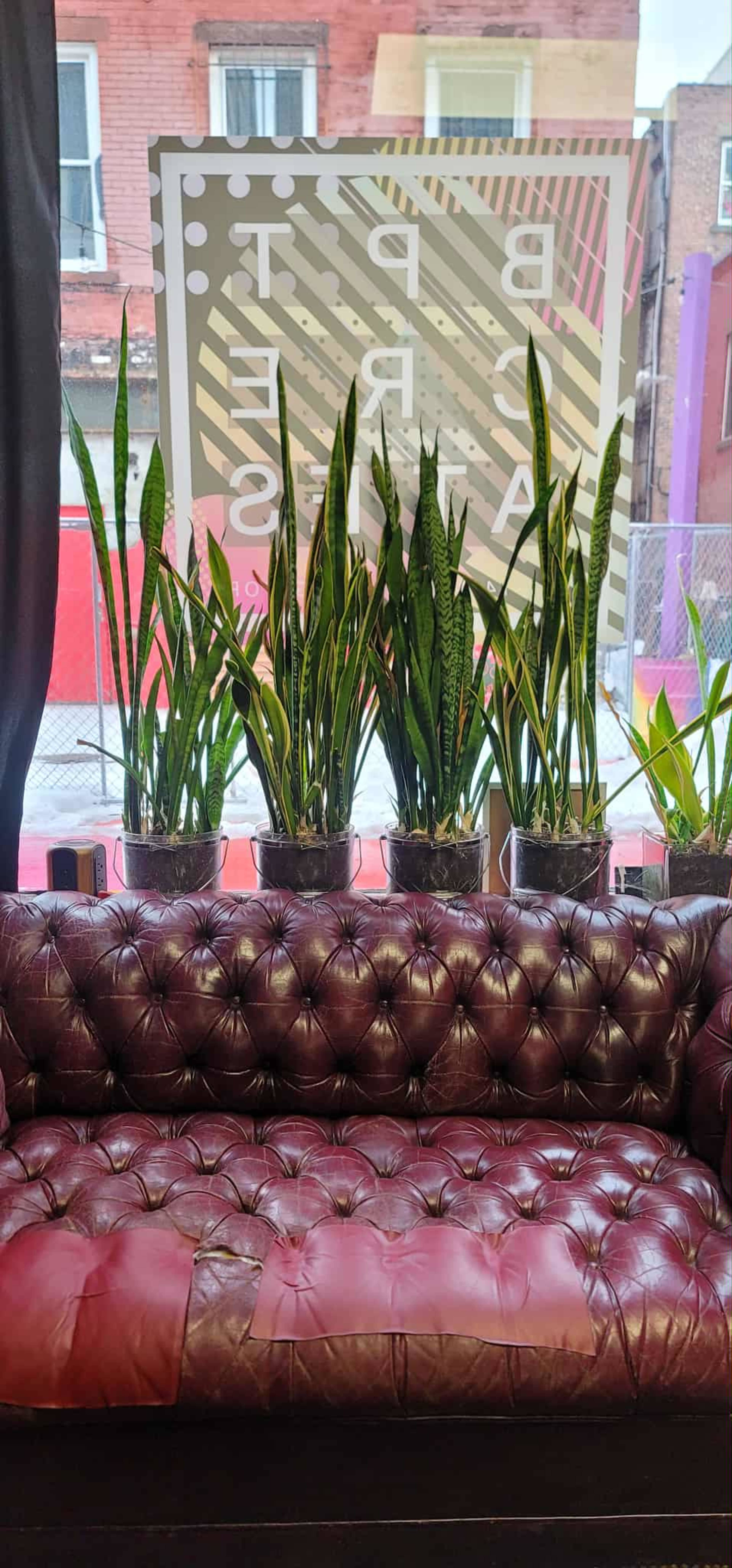 A tufted burgundy couch is positioned in front of a window filled with potted snake plants.