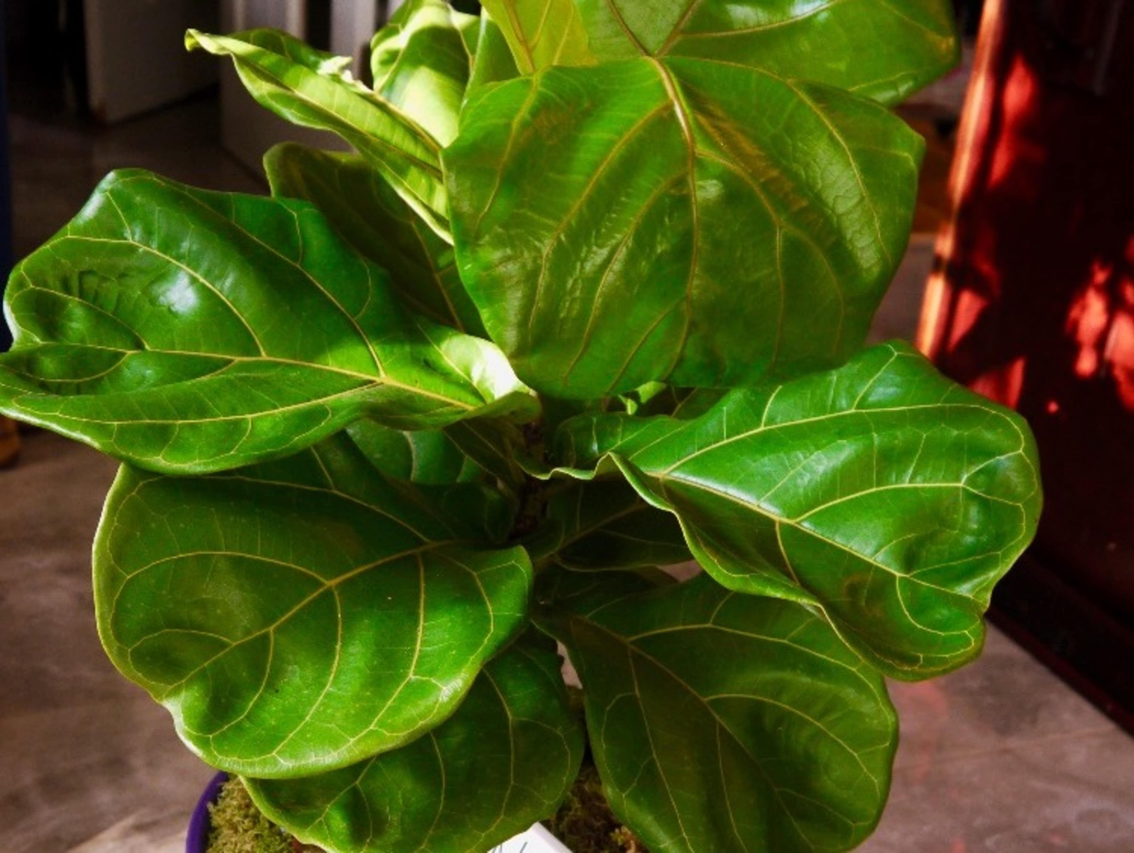 Plant Decor
