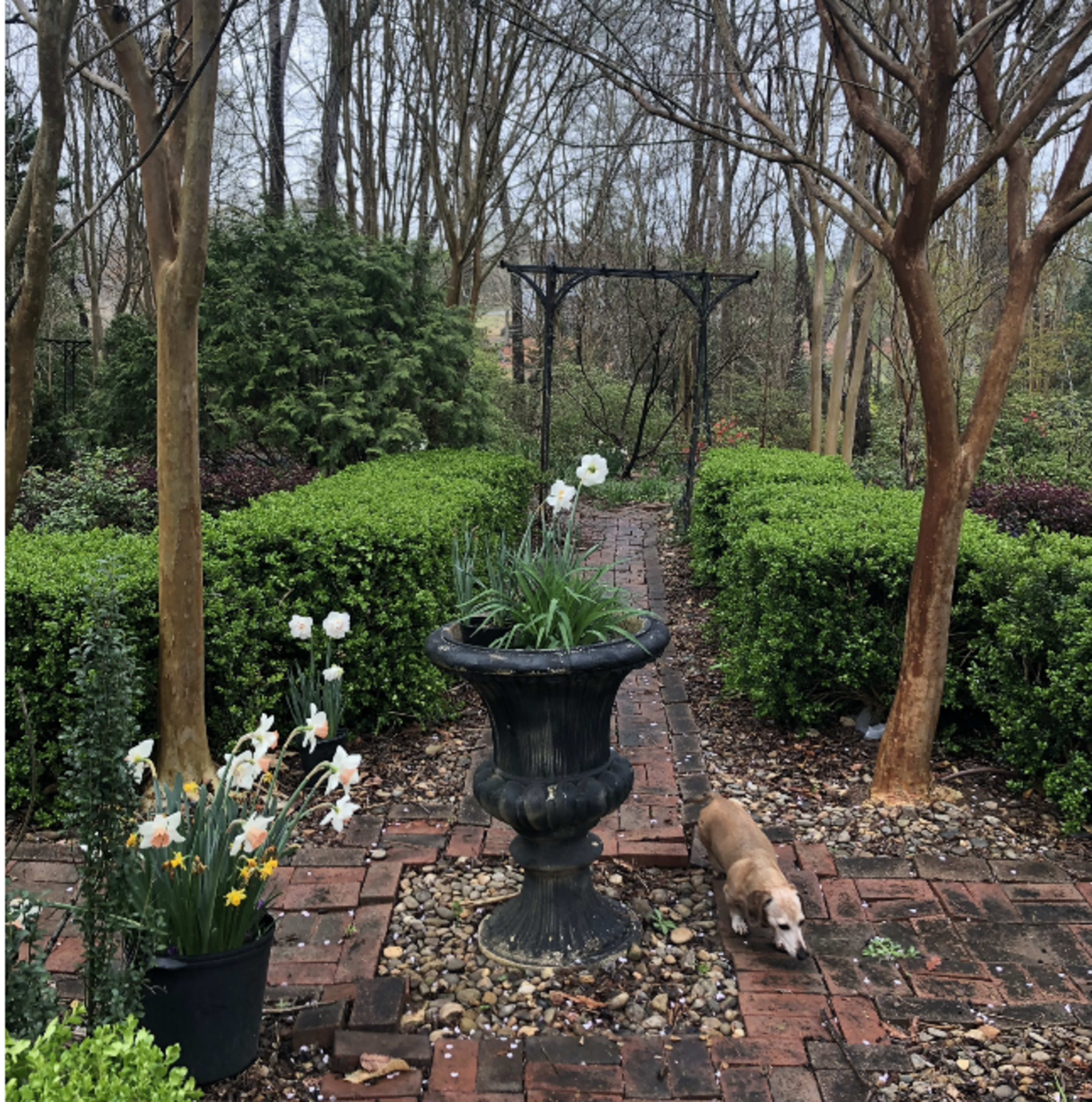 A pathway lined with lush green bushes leads to a stone urn surrounded by blooming flowers and a dog walking nearby.