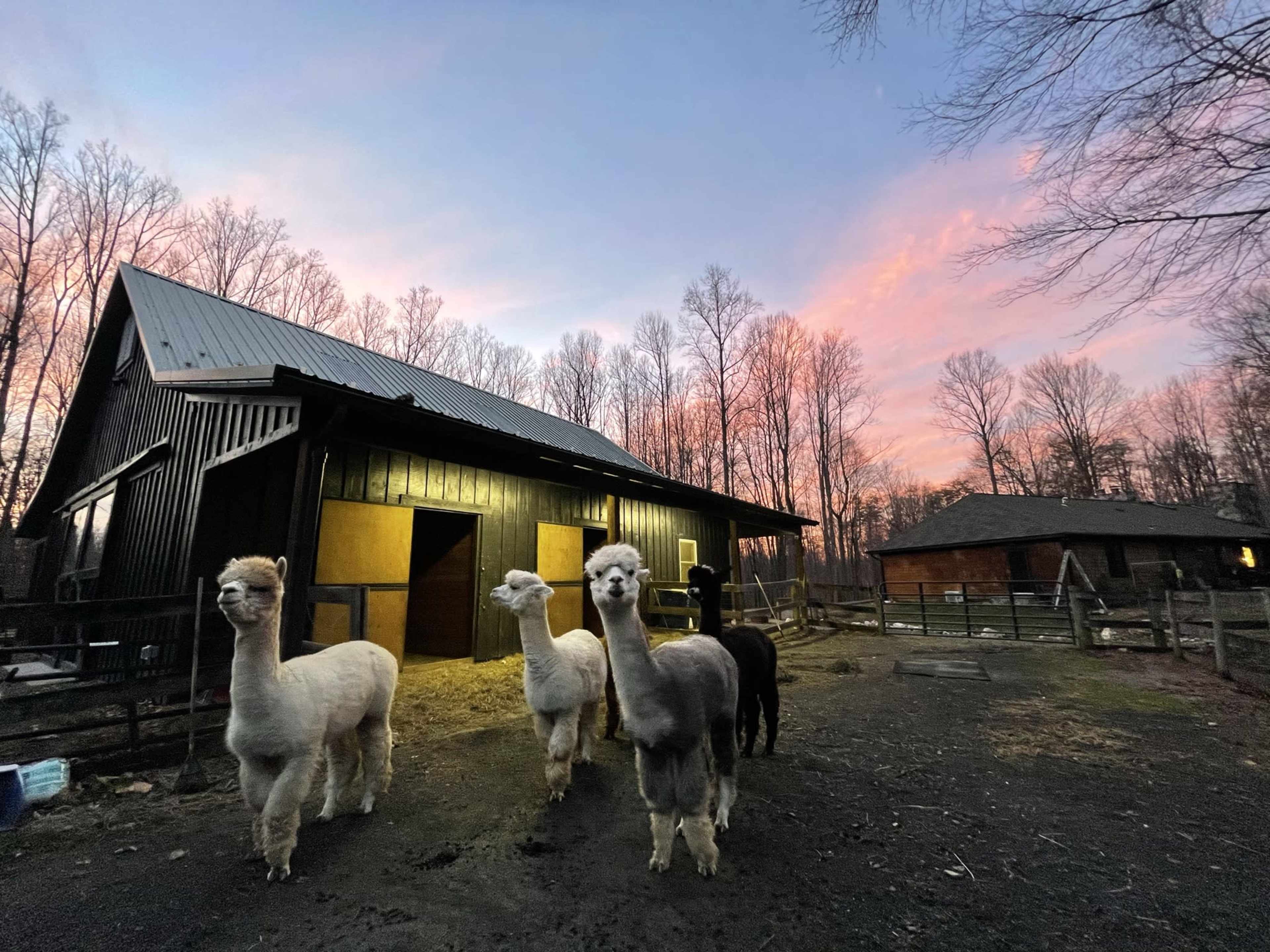 Suburban Alpaca and Llama Farm Image in Clifton, Fairfax Station, VA