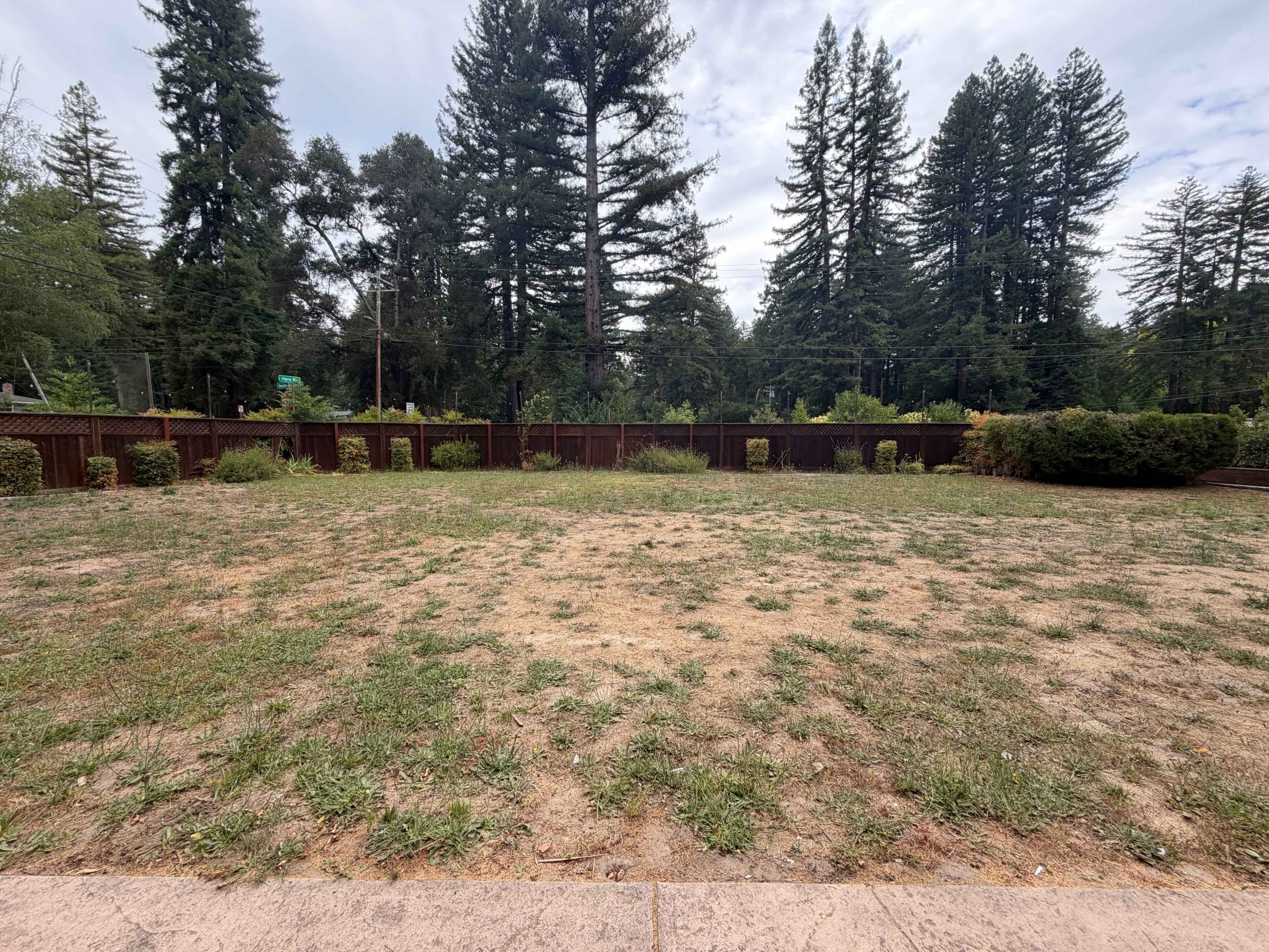 The image shows a cleared area of grass with sparse vegetation, surrounded by tall evergreen trees and a wooden fence in the background.