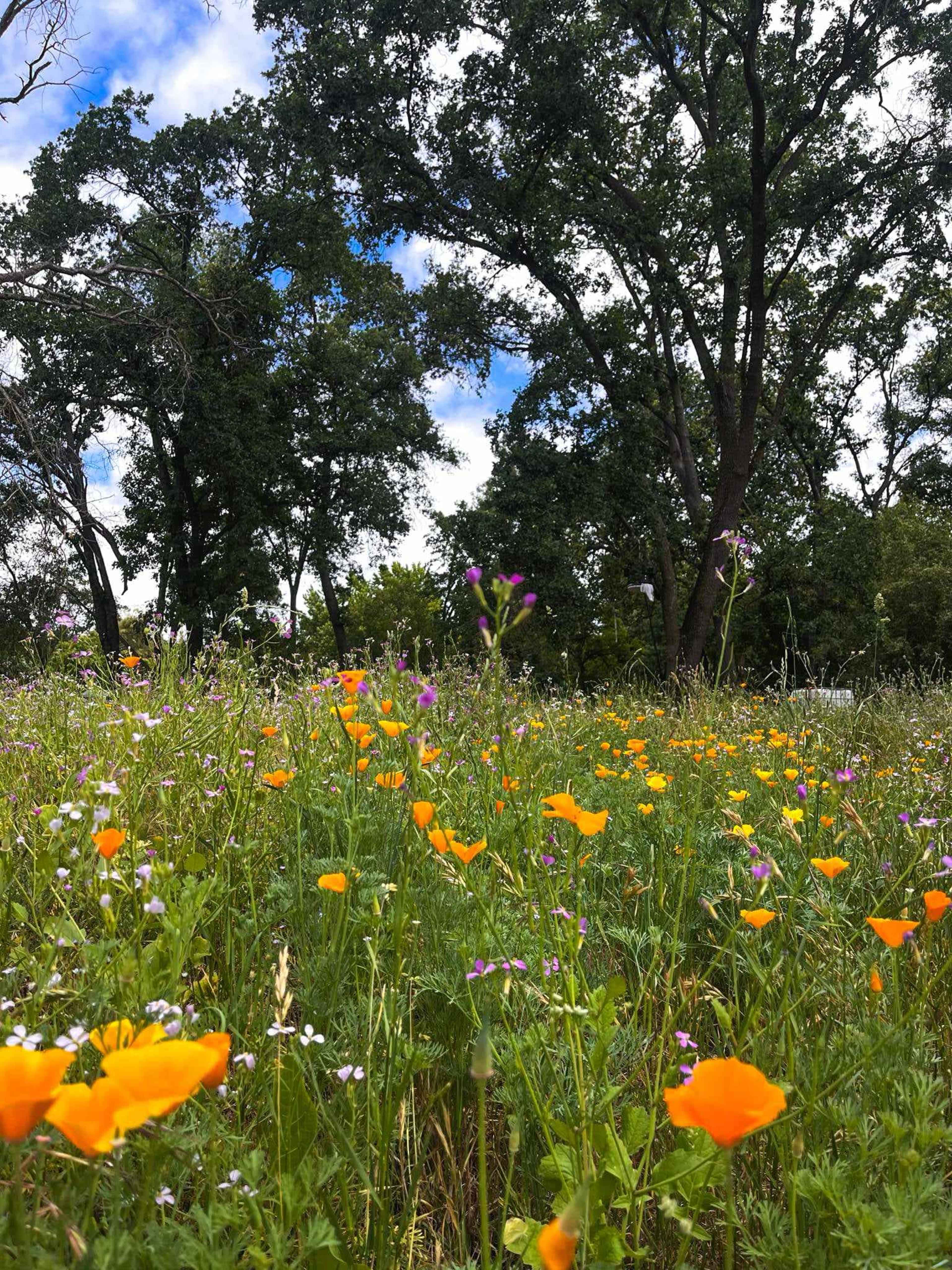 Private Forest in the middle of the city! Image in Citrus Heights, Citrus Heights, CA