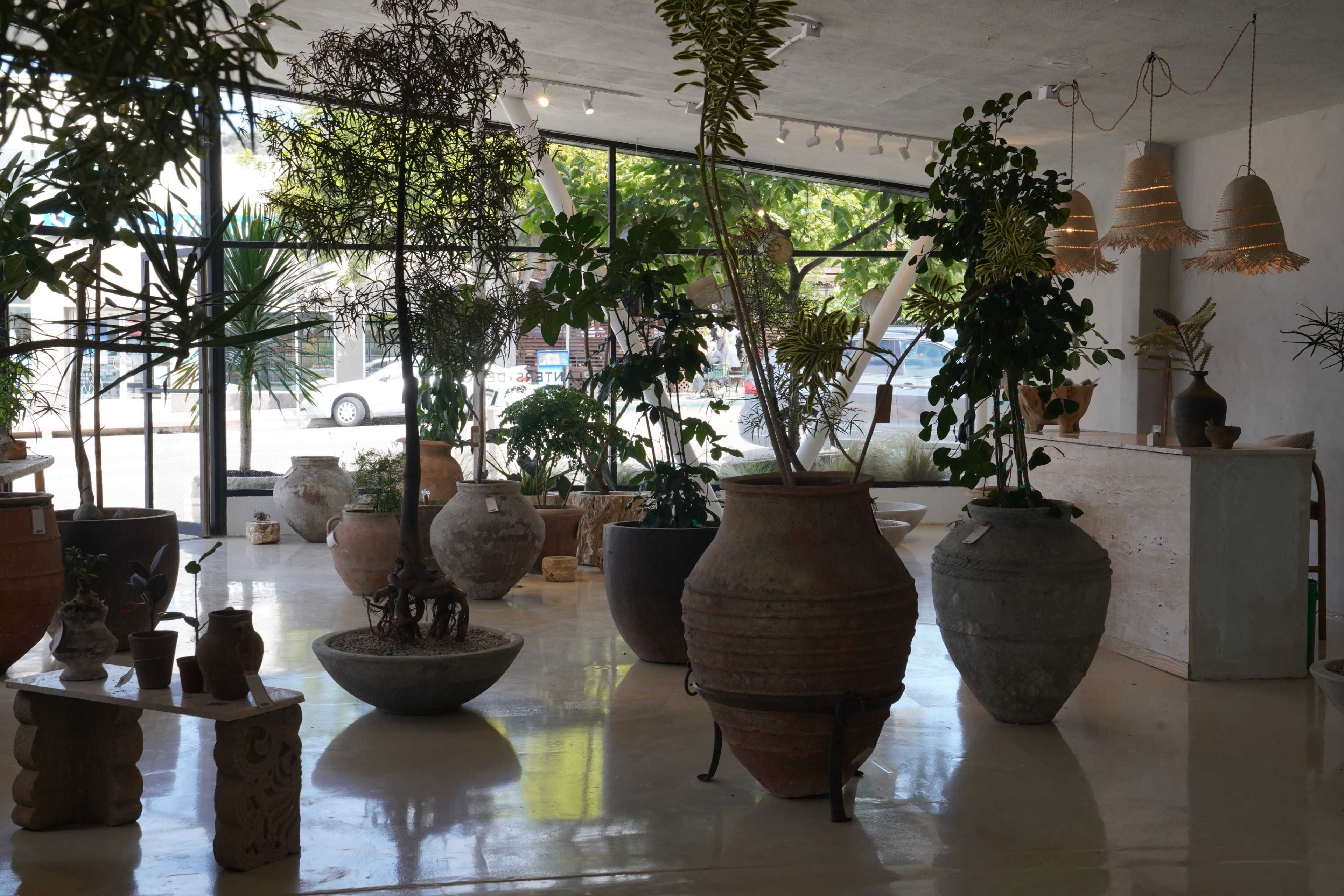 The image shows a modern interior space filled with various large pots and plants, featuring a bright atmosphere with large windows.