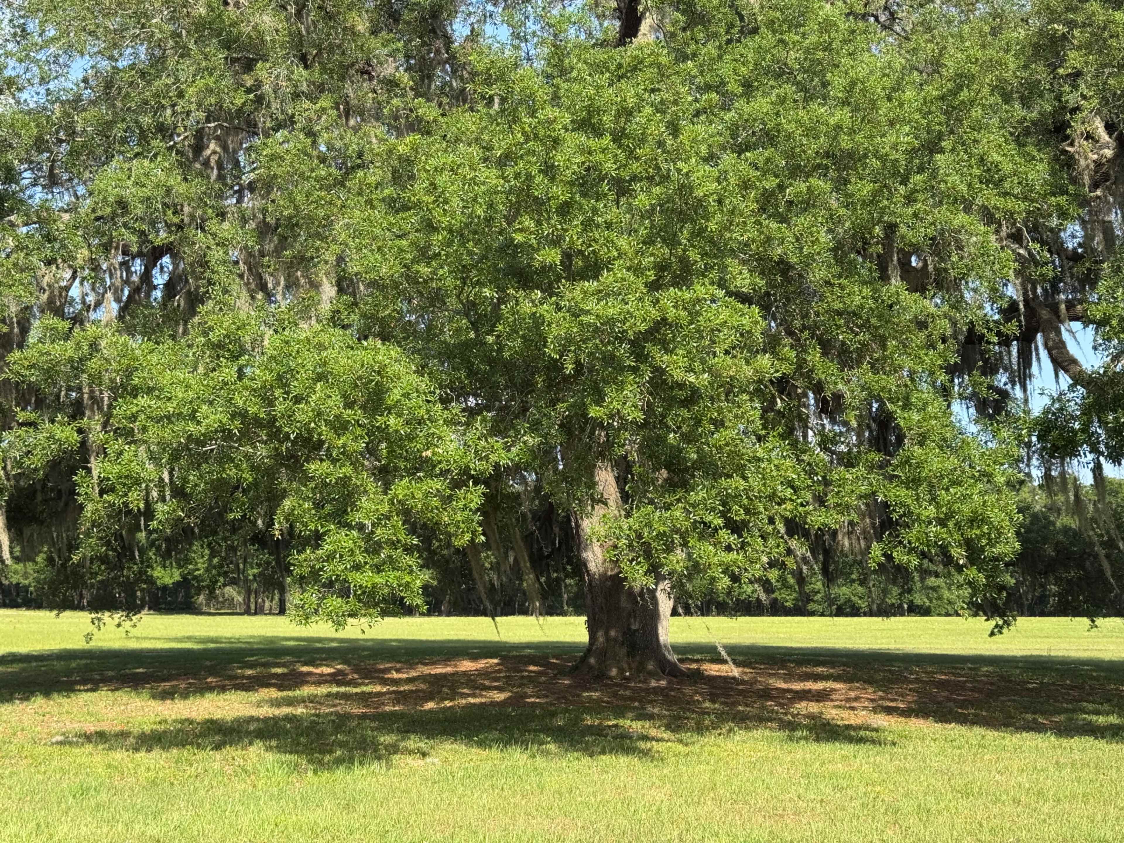 A large tree with a broad canopy stands in a grassy area, surrounded by open green space.