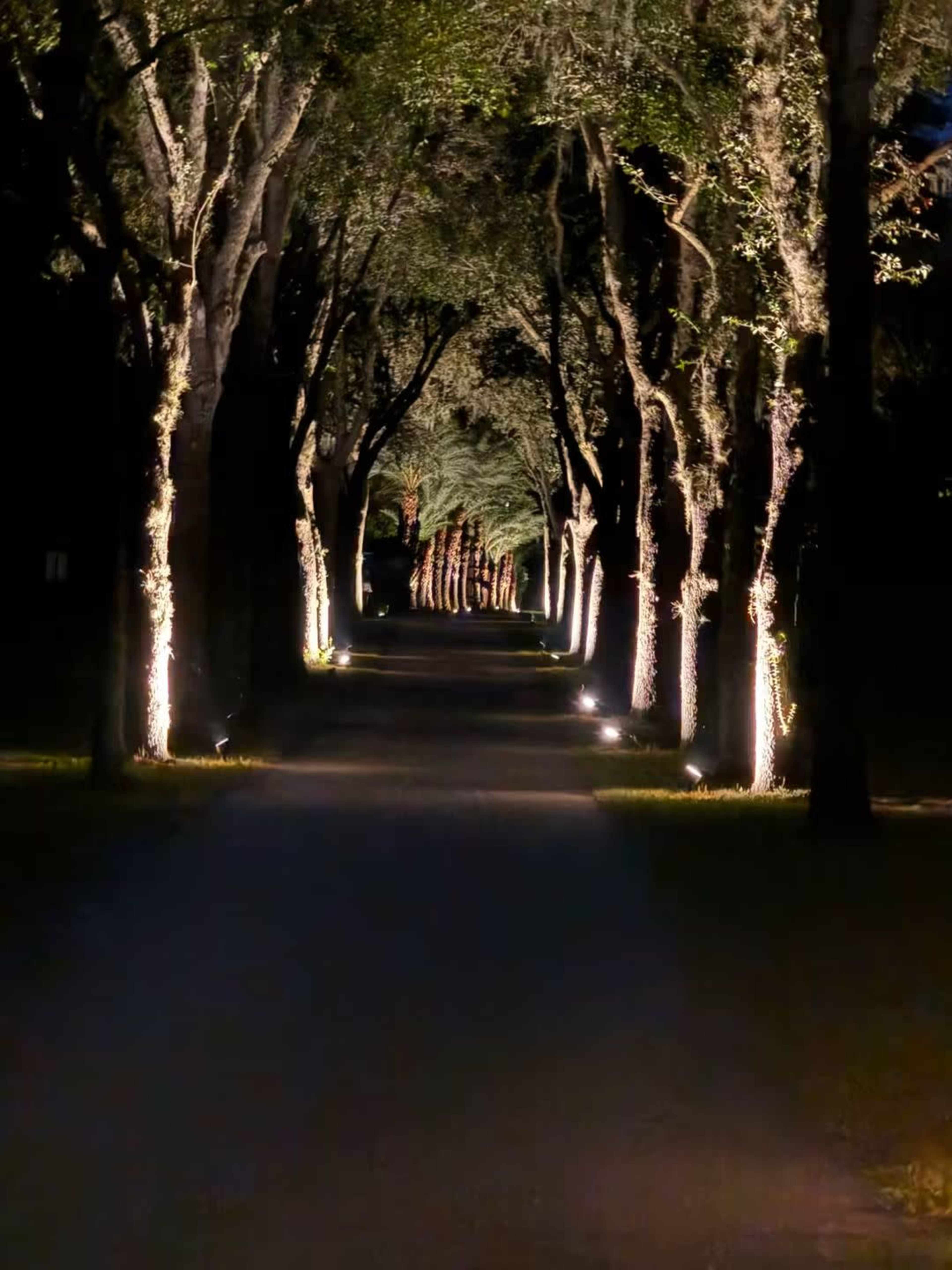 A dimly lit pathway is lined with trees on both sides, illuminated by lights along the ground, creating a sense of depth in the scene.