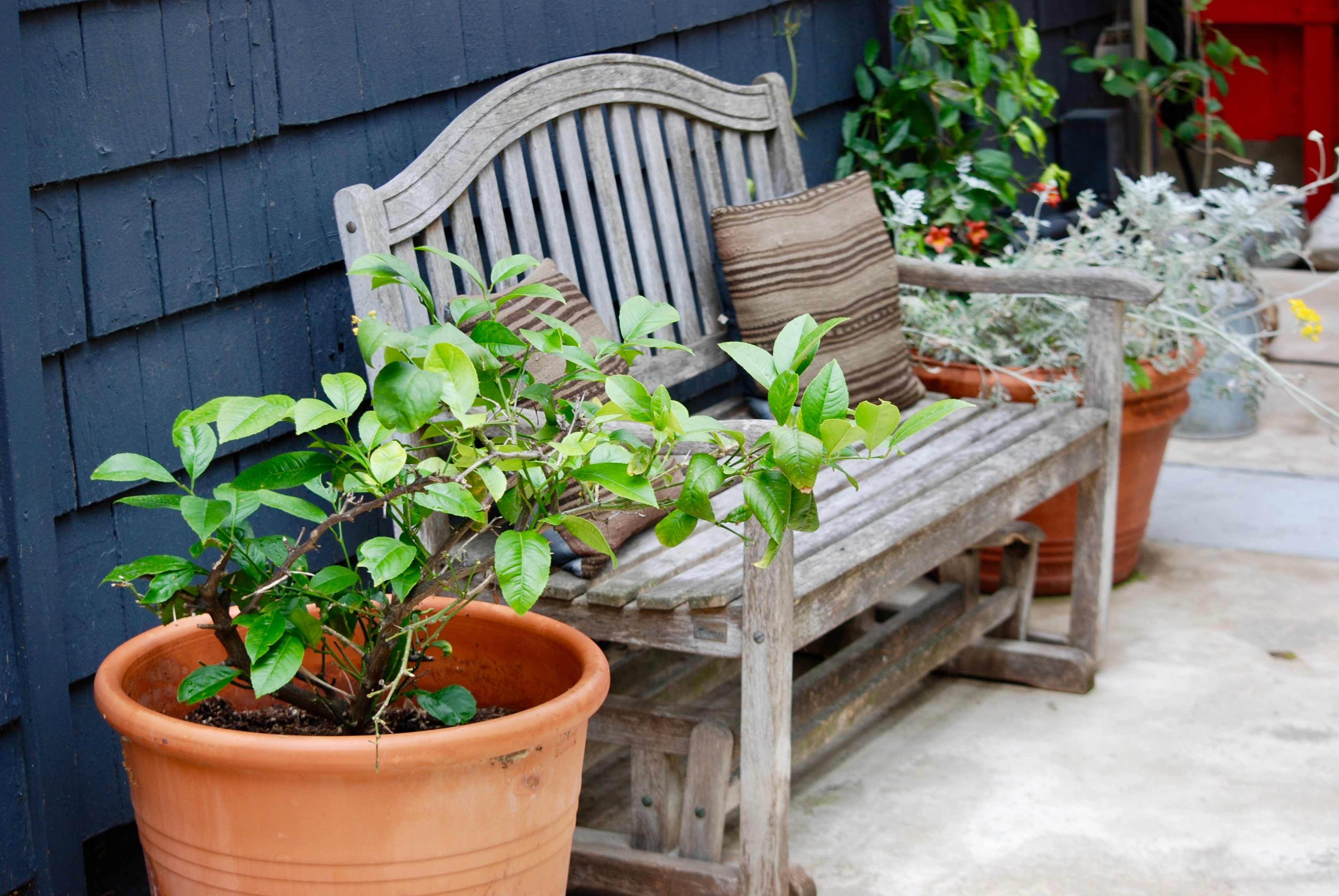 A weathered wooden bench sits against a dark wall, surrounded by potted plants and decorative cushions.