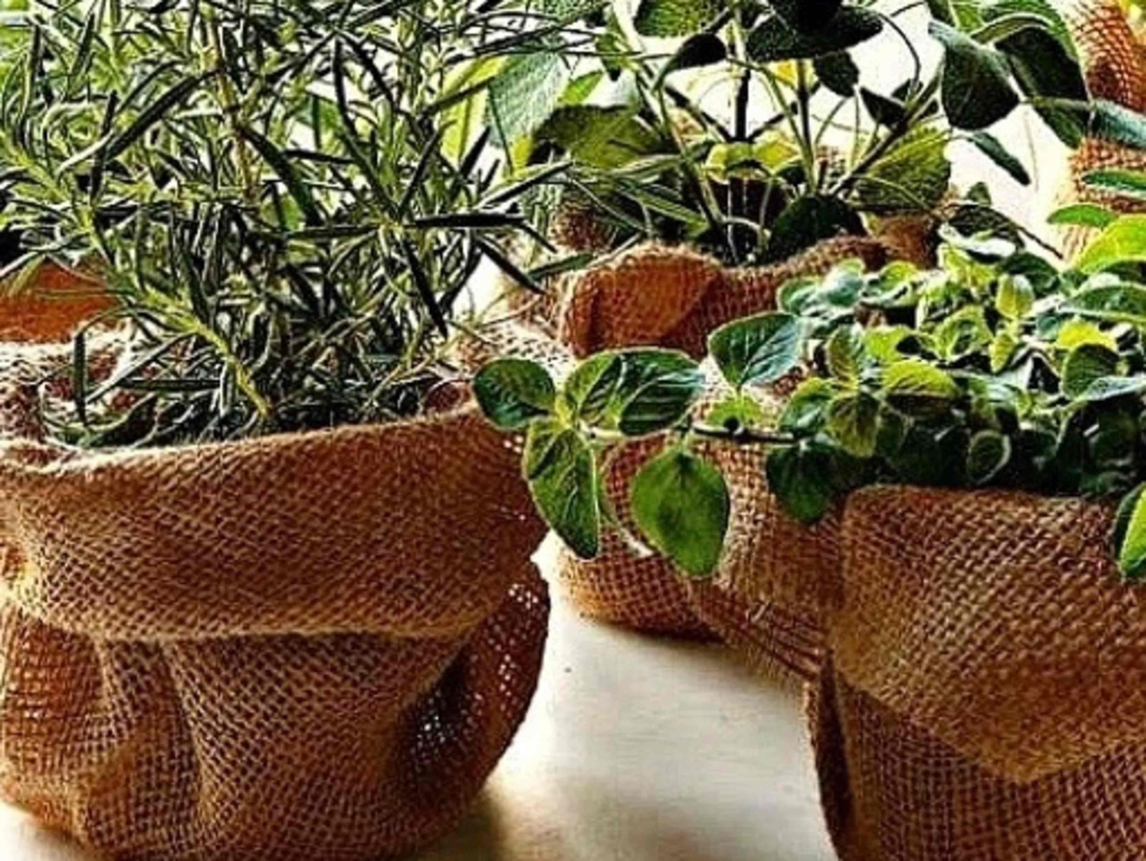 Group Class- Window Herb Garden