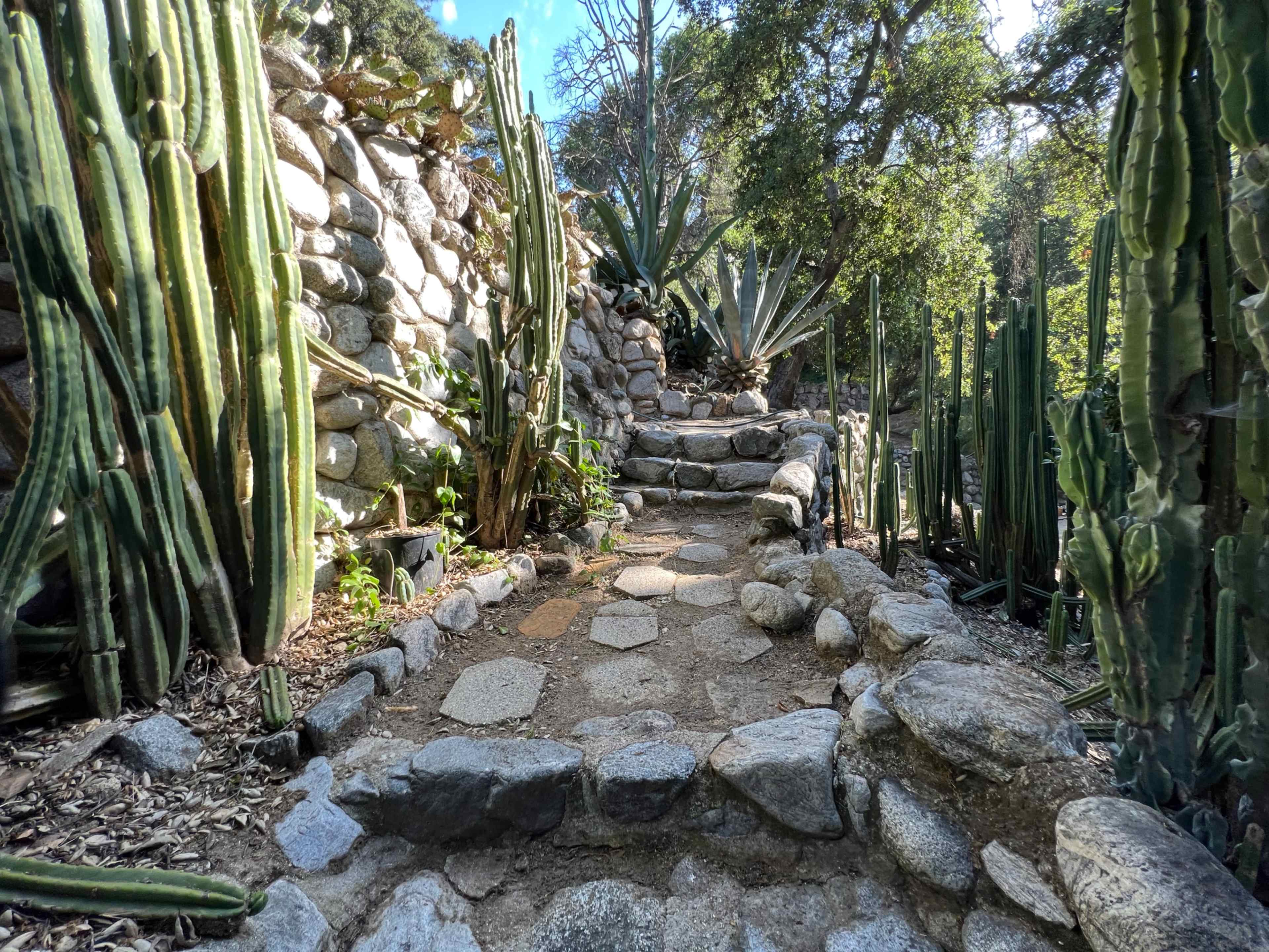 A stone pathway with steps winds through a garden surrounded by various cacti and succulents.