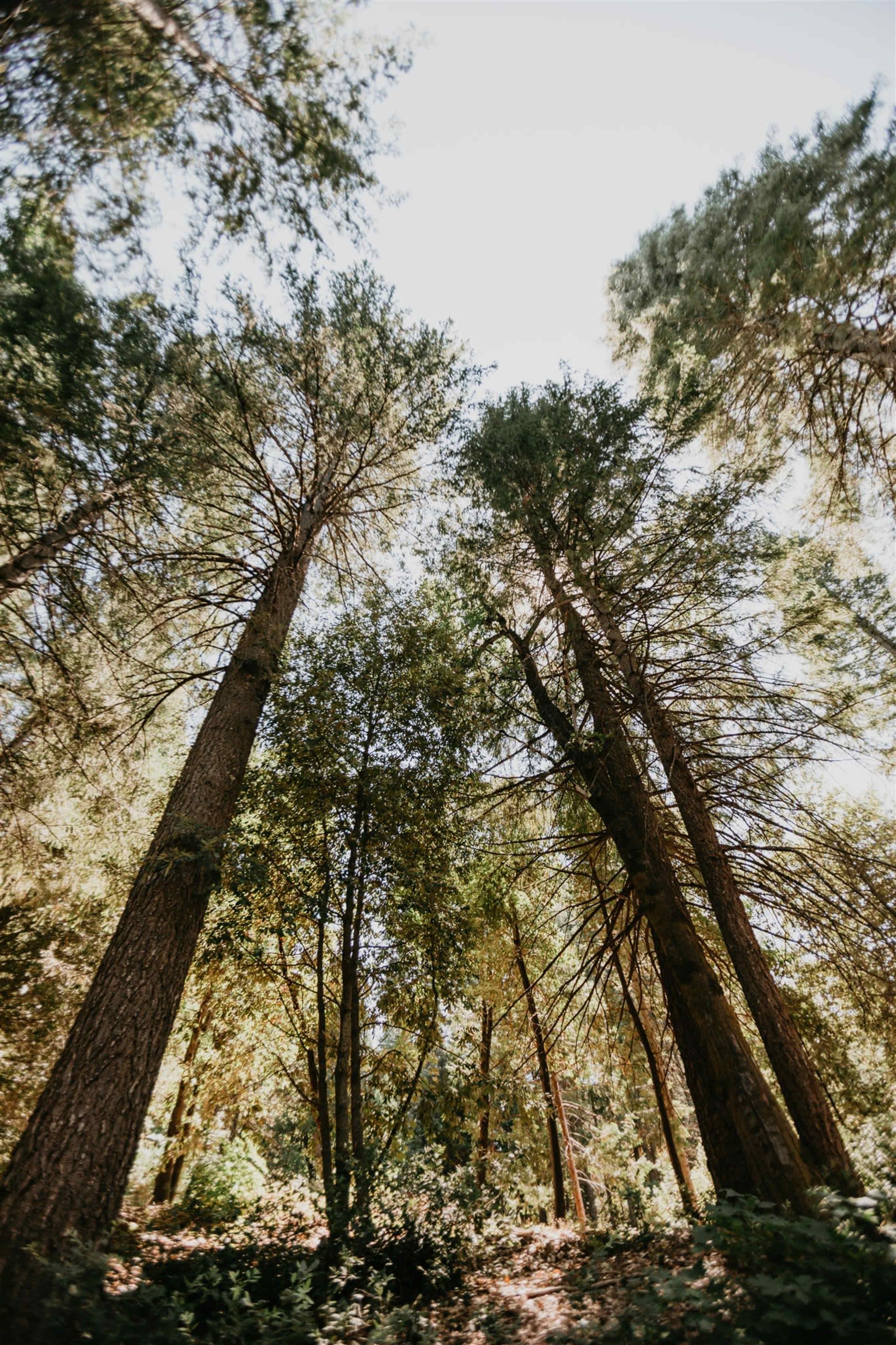 The image shows tall trees with a clear sky visible in the background, taken from a low angle.