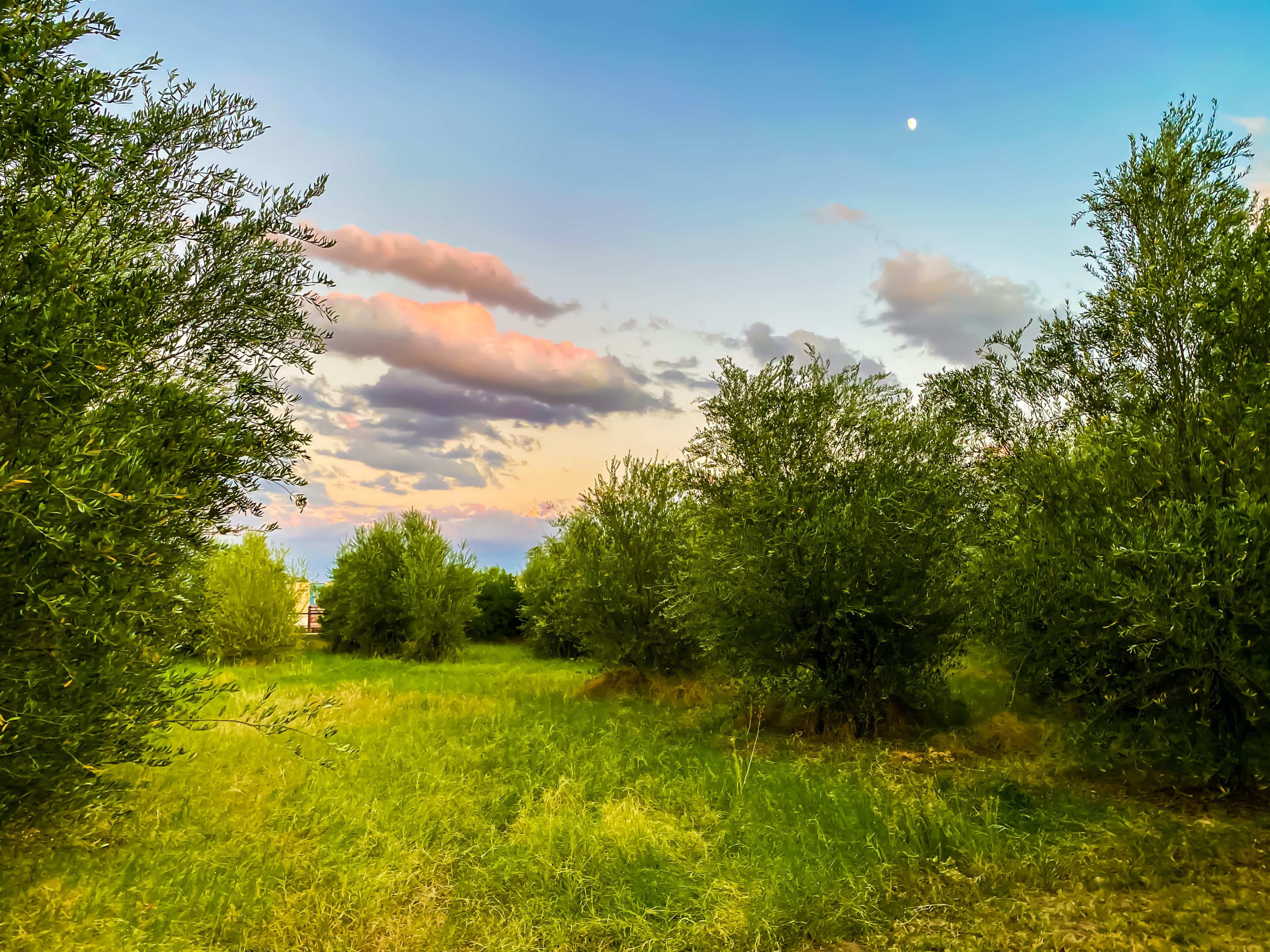 A grassy field surrounded by trees under a sky with scattered clouds and a visible moon.