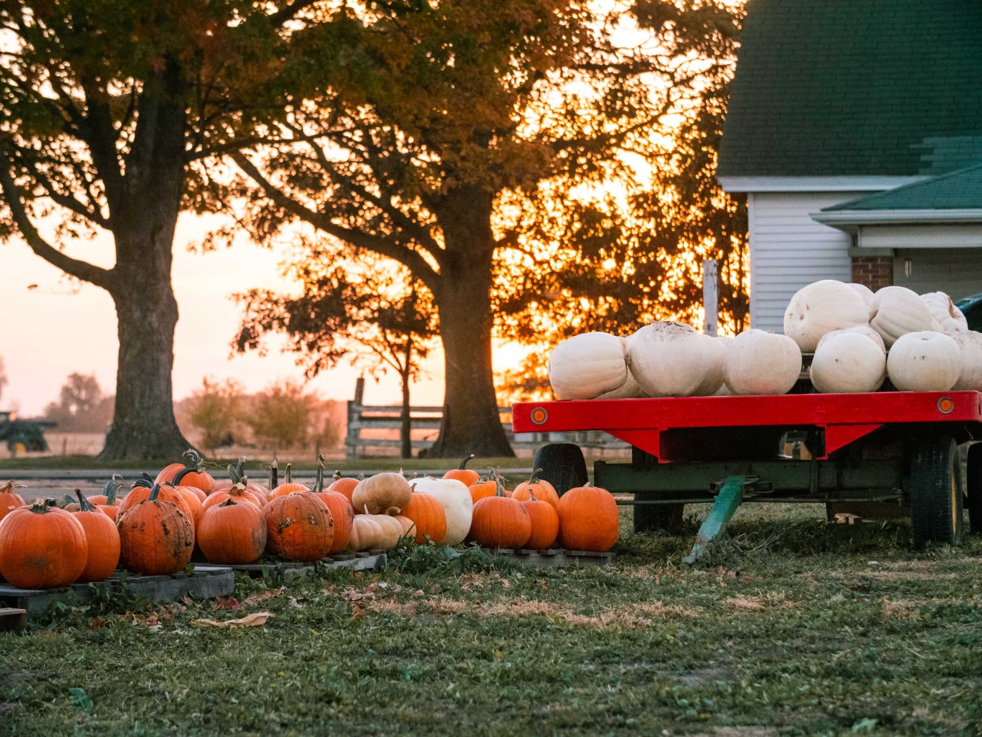 A trailer filled with white pumpkins sits alongside a row of orange pumpkins in a rural outdoor setting at sunset.