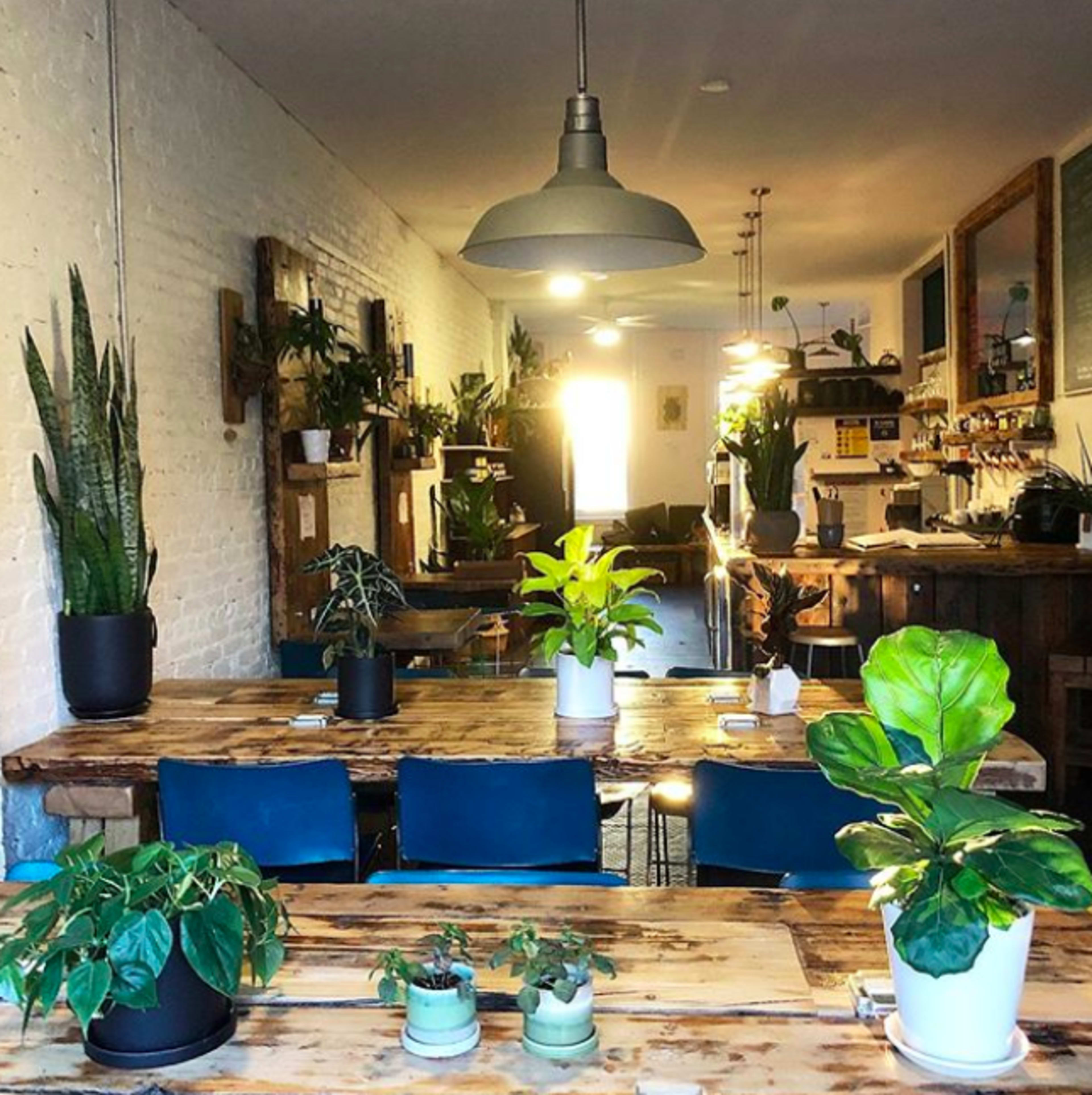 The image shows a spacious, well-lit café interior featuring wooden tables, various green plants scattered throughout, and a bright entrance at the far end.