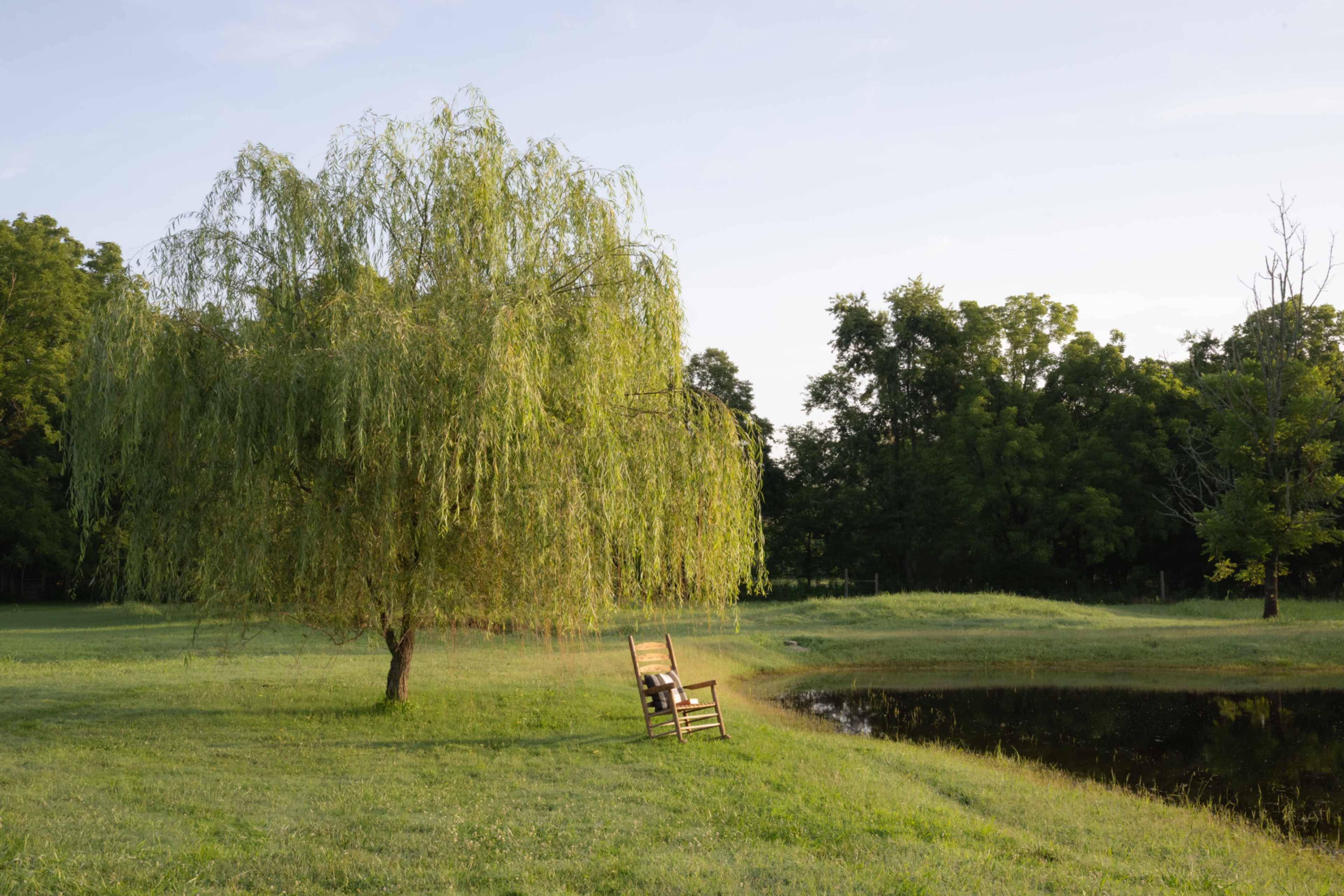 A wooden rocking chair sits beneath a willow tree near a calm pond surrounded by grass and trees.