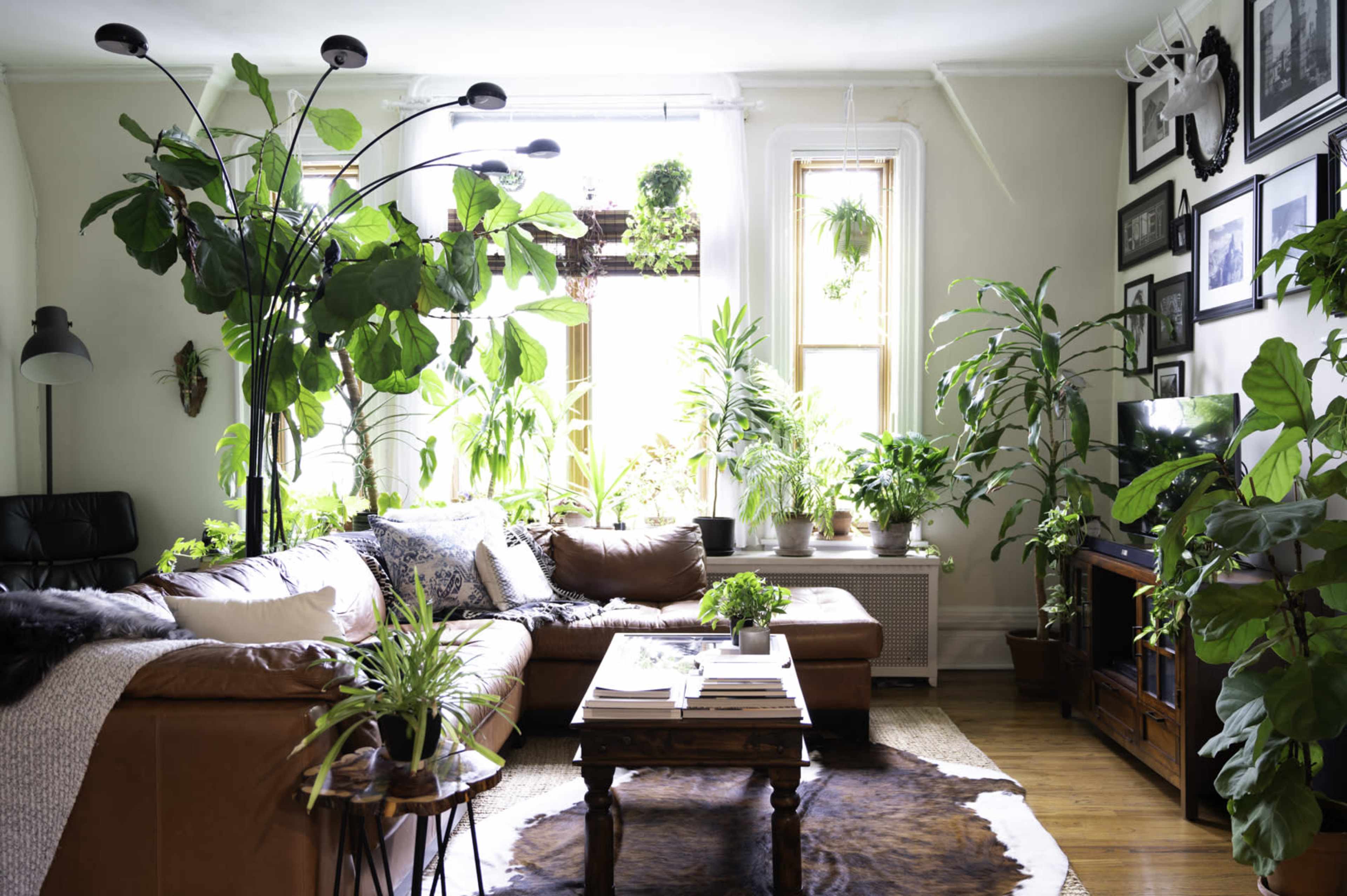 A bright living room filled with various indoor plants, featuring a brown leather sofa, a wooden coffee table, and large windows allowing natural light to enter.