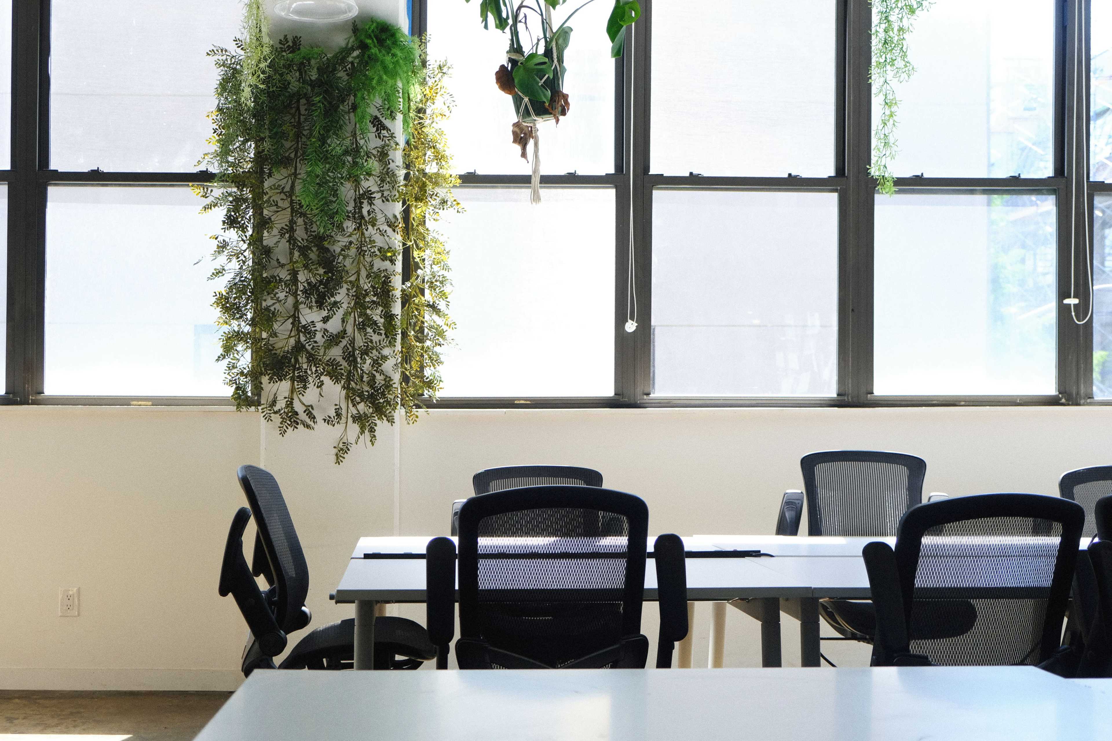 The image shows a bright office space with white tables and black chairs under large windows, adorned with greenery hanging from the ceiling.