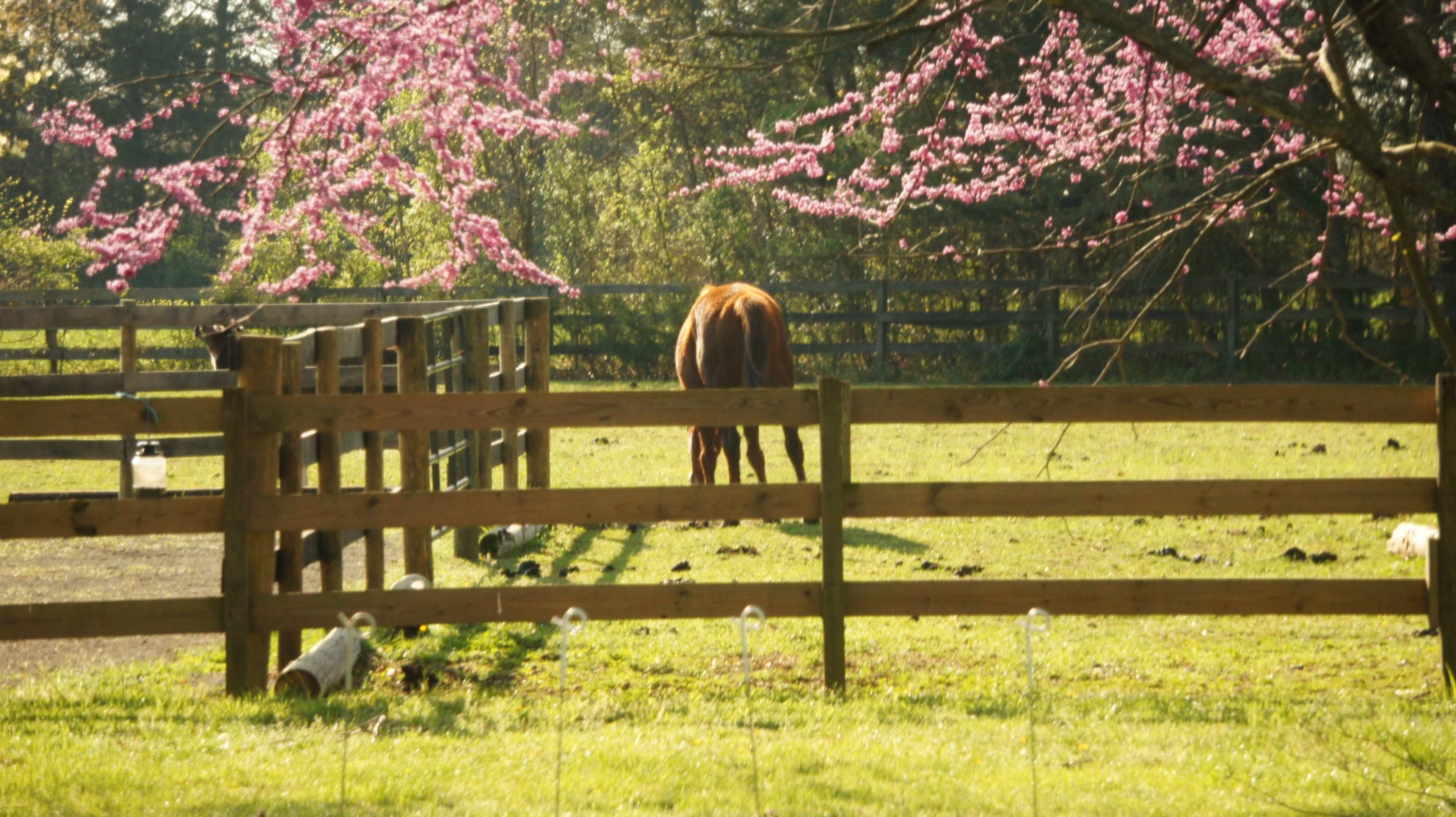 A brown horse grazes in a grassy field surrounded by a wooden fence and blooming pink trees.