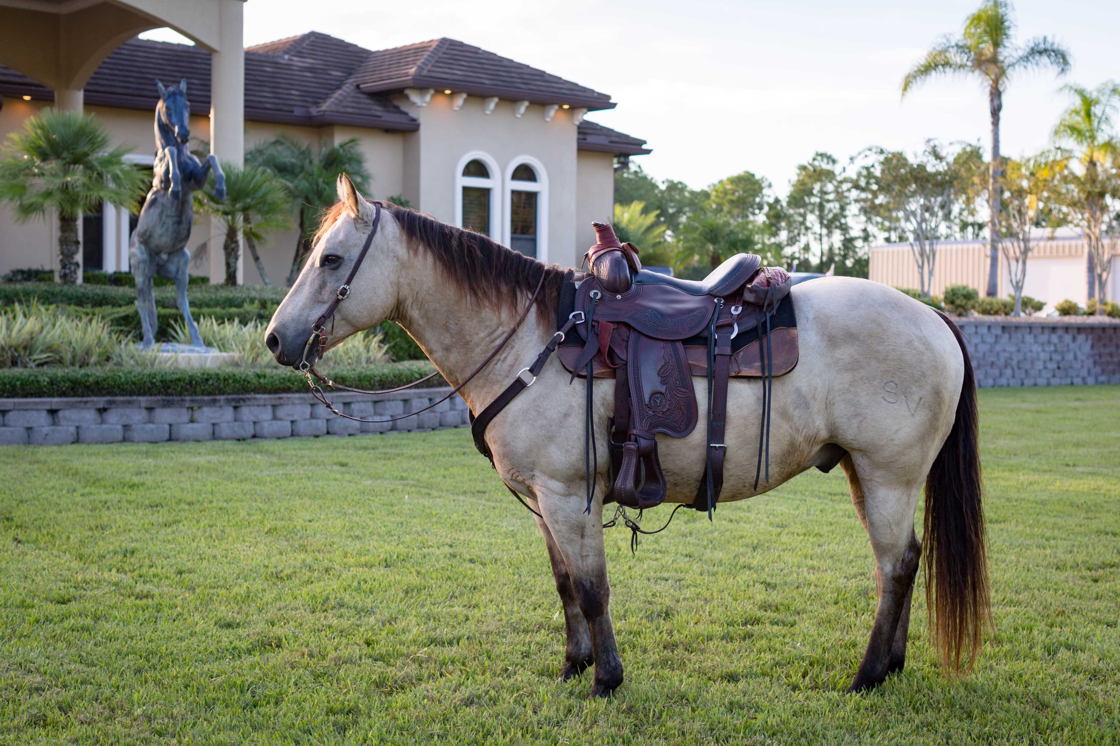 Angel's Animal Sanctuary Image in Spring Forest, New Smyrna Beach, FL
