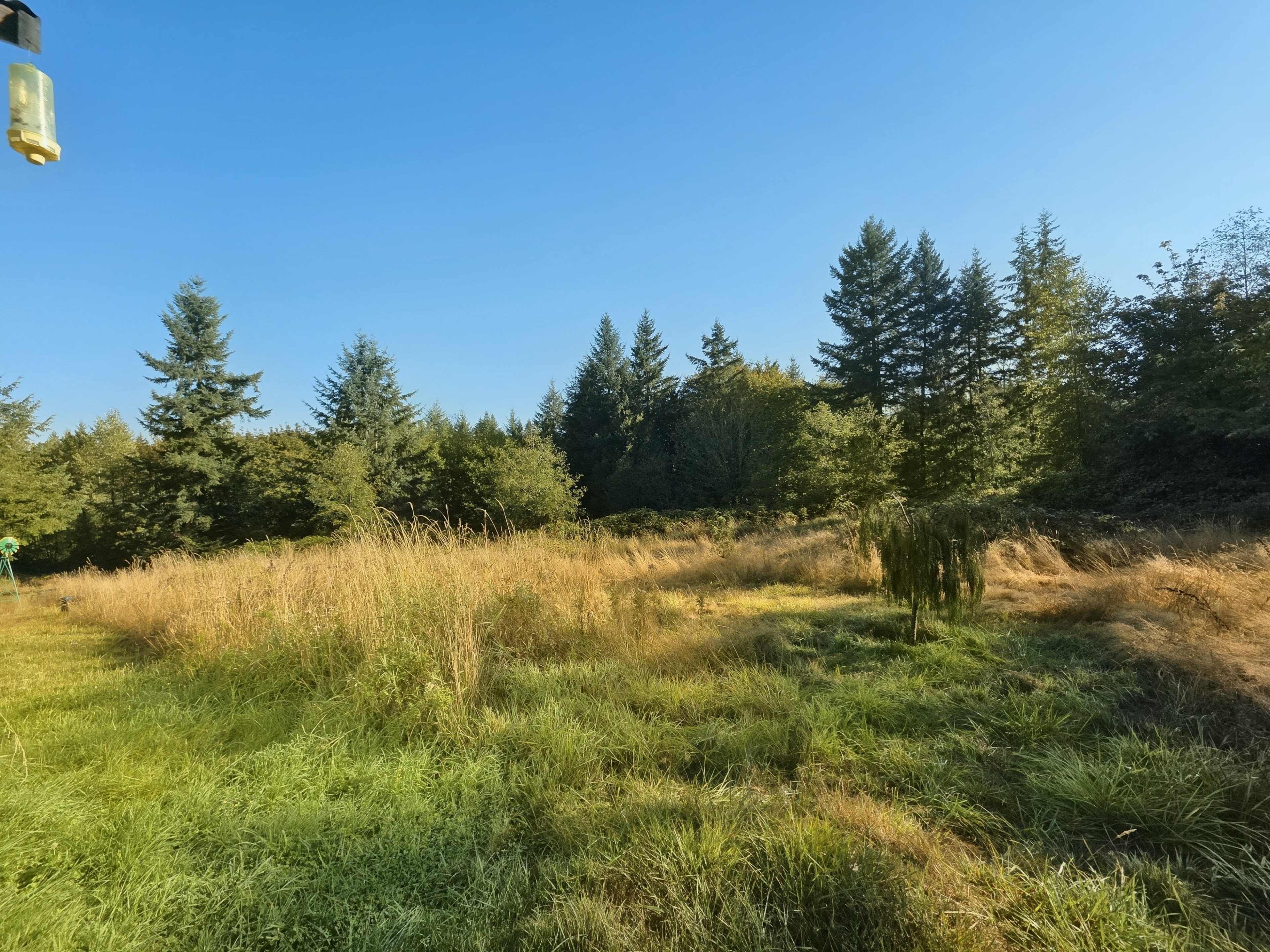 The image shows a grassy field surrounded by trees under a clear blue sky.
