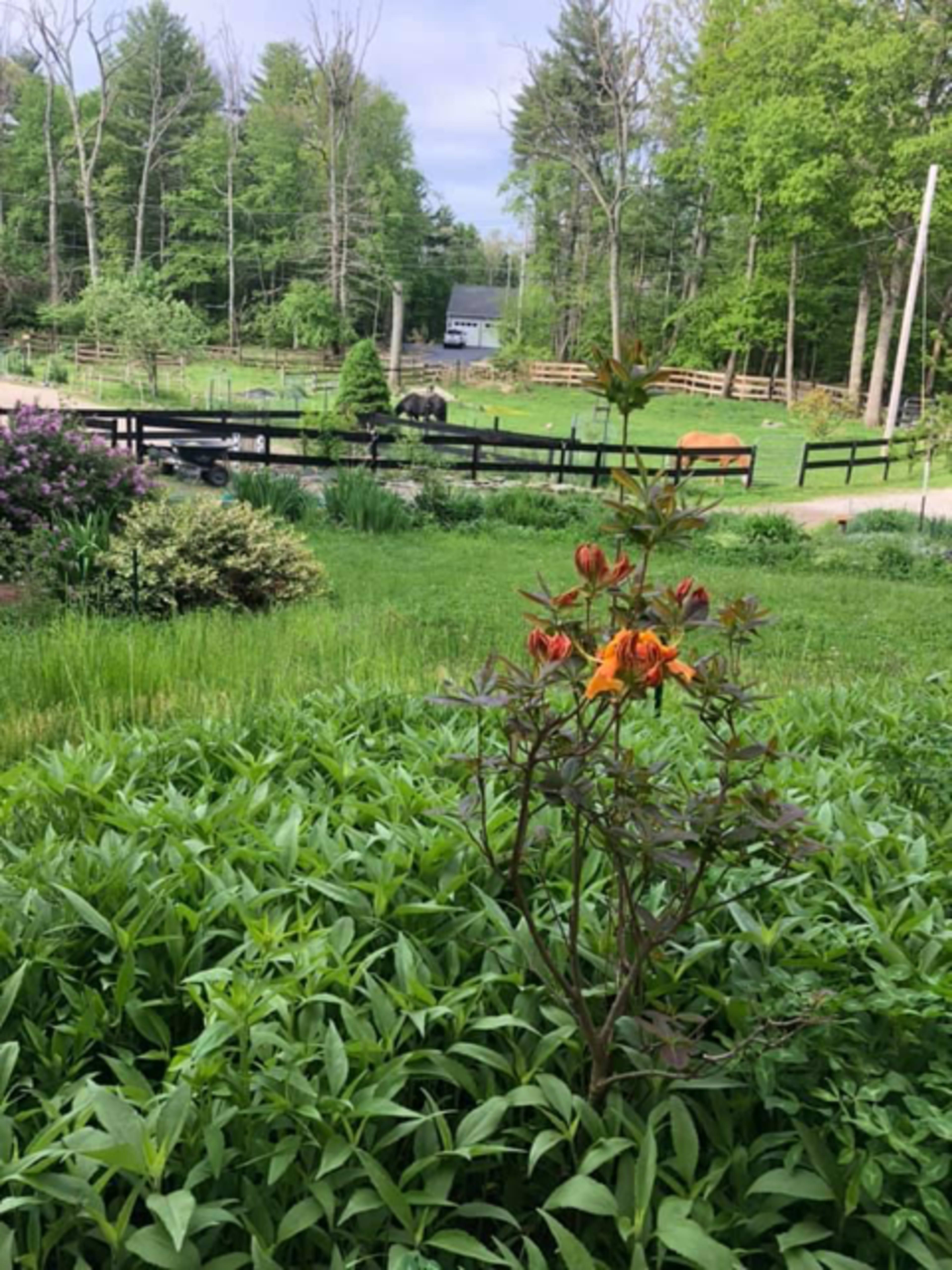 A cluster of orange flowers stands in the foreground, with a green landscape, trees, and a horse barn visible in the background.