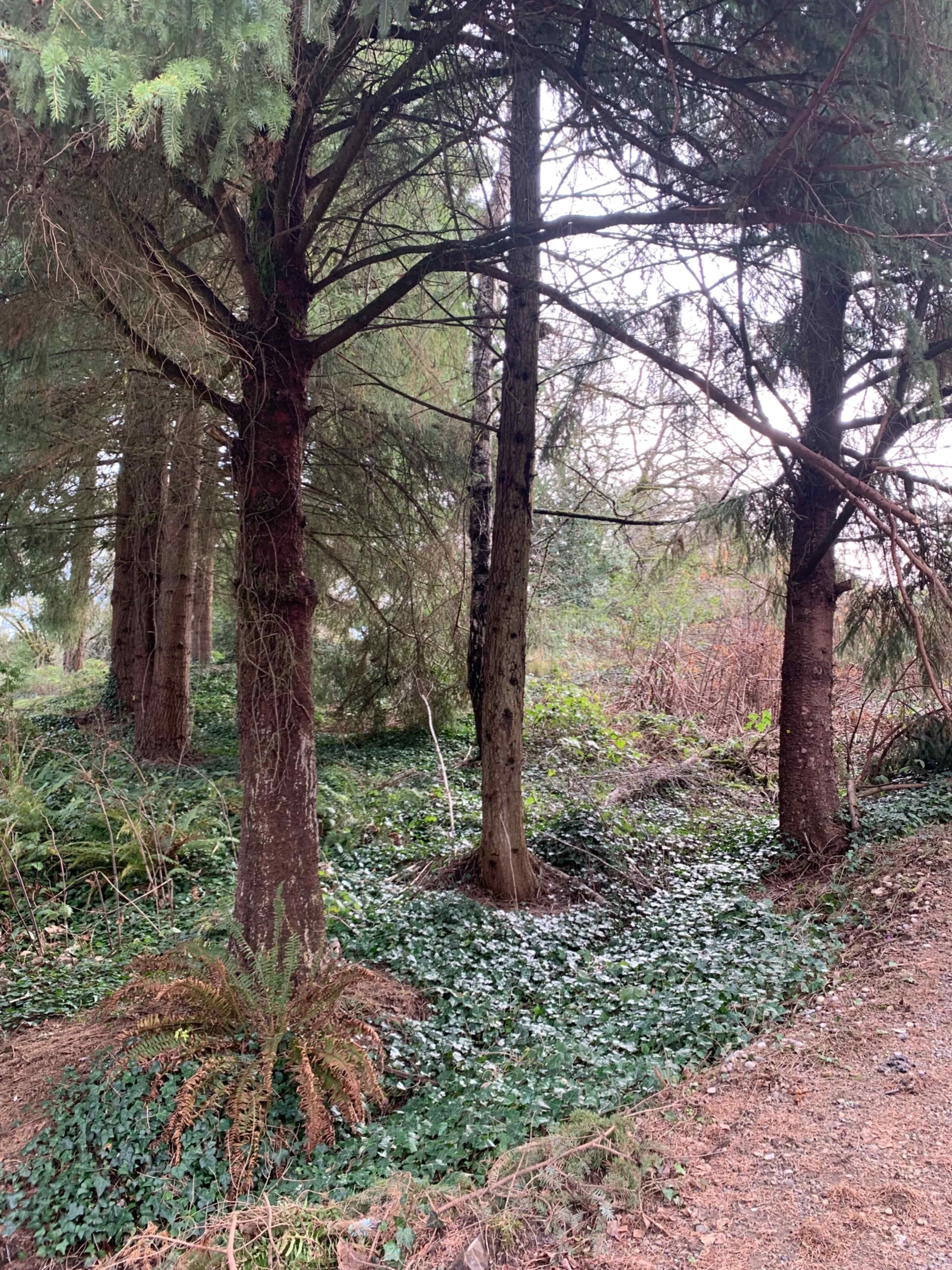 A forest scene features tall trees surrounded by green foliage and ground cover.