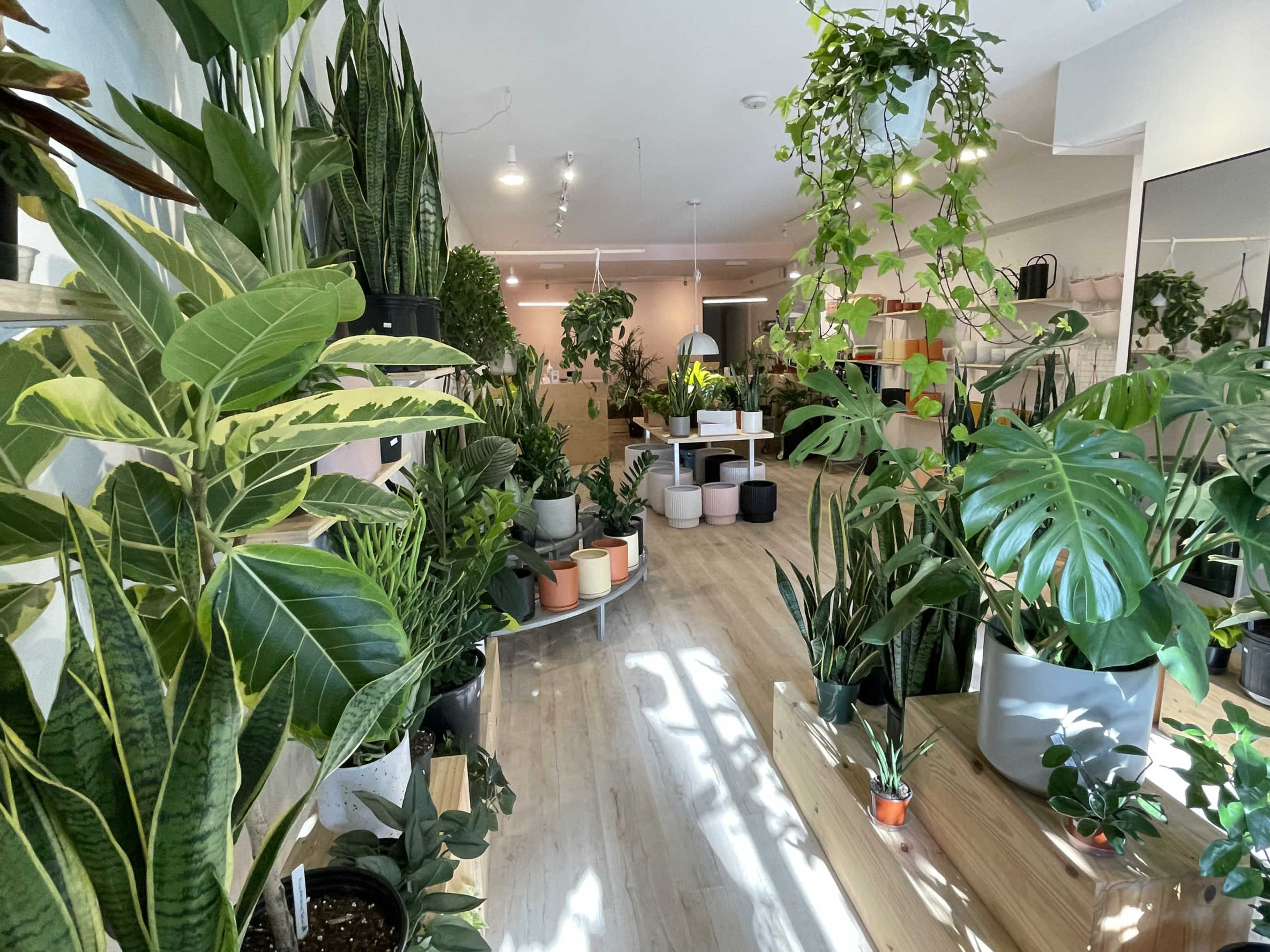 The image shows a plant shop filled with various indoor plants arranged on shelves and the floor, with bright natural light illuminating the space.