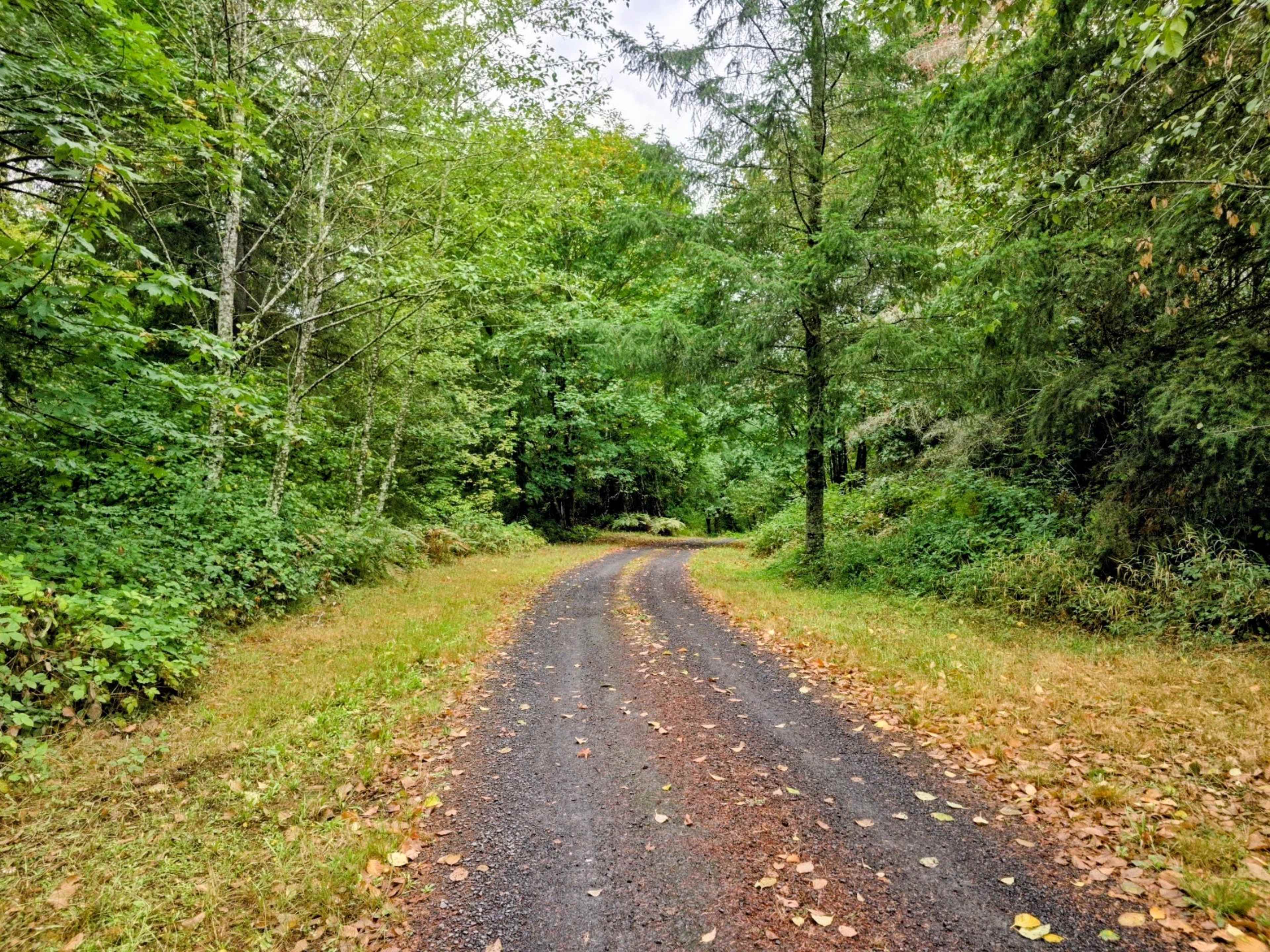 A winding gravel path runs through a wooded area filled with green trees and scattered fallen leaves.
