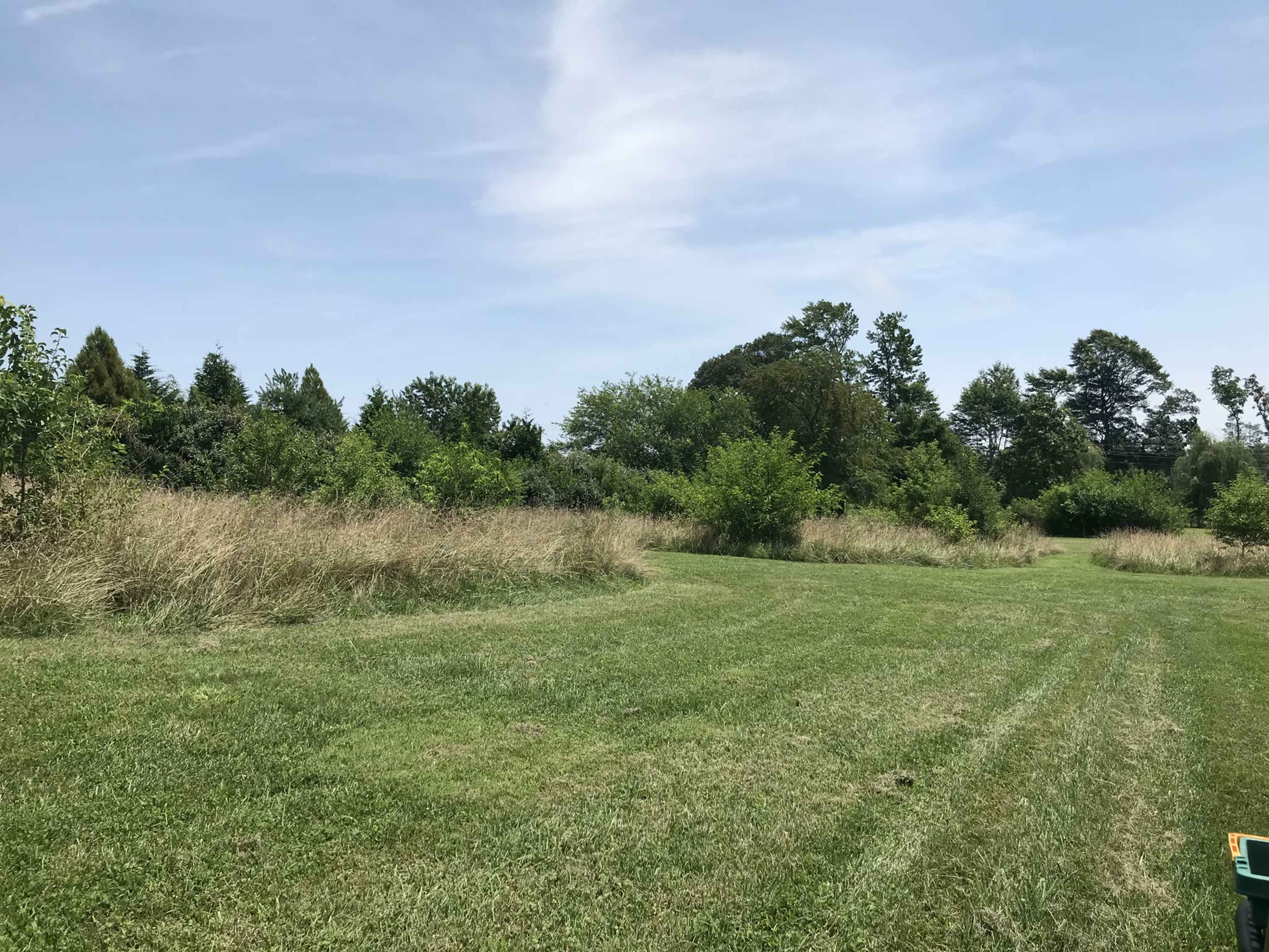 A grassy field with scattered trees and shrubs under a clear sky.