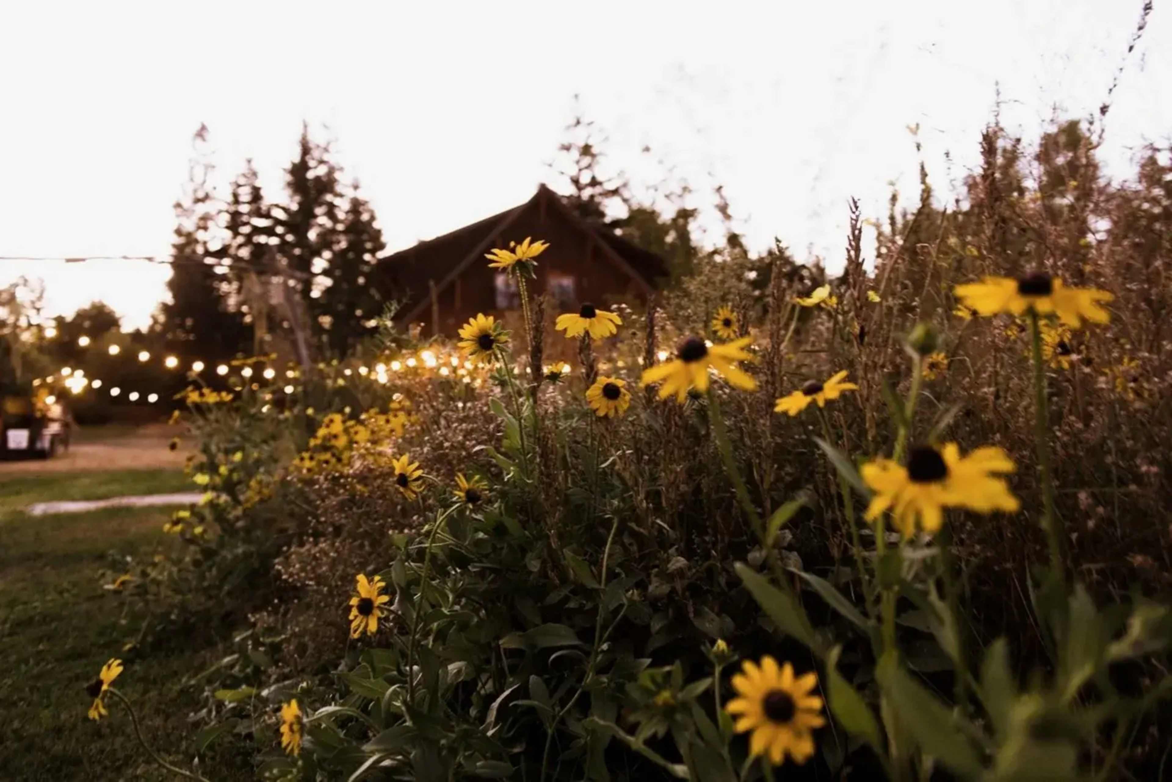 A garden of yellow flowers blooms in the foreground, with a rustic building and string lights visible in the background.