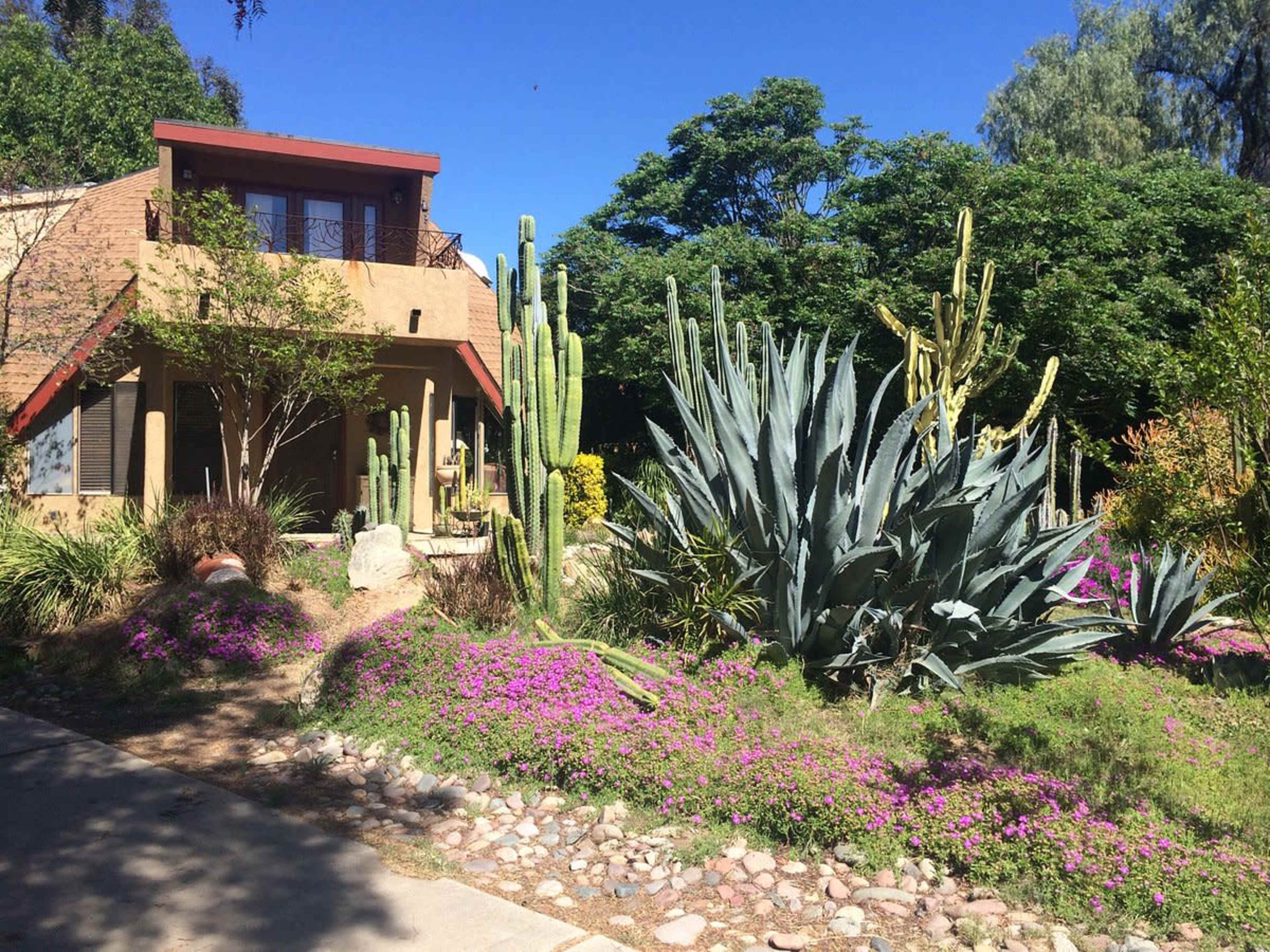 A desert-style house is surrounded by various cacti and flowering plants.