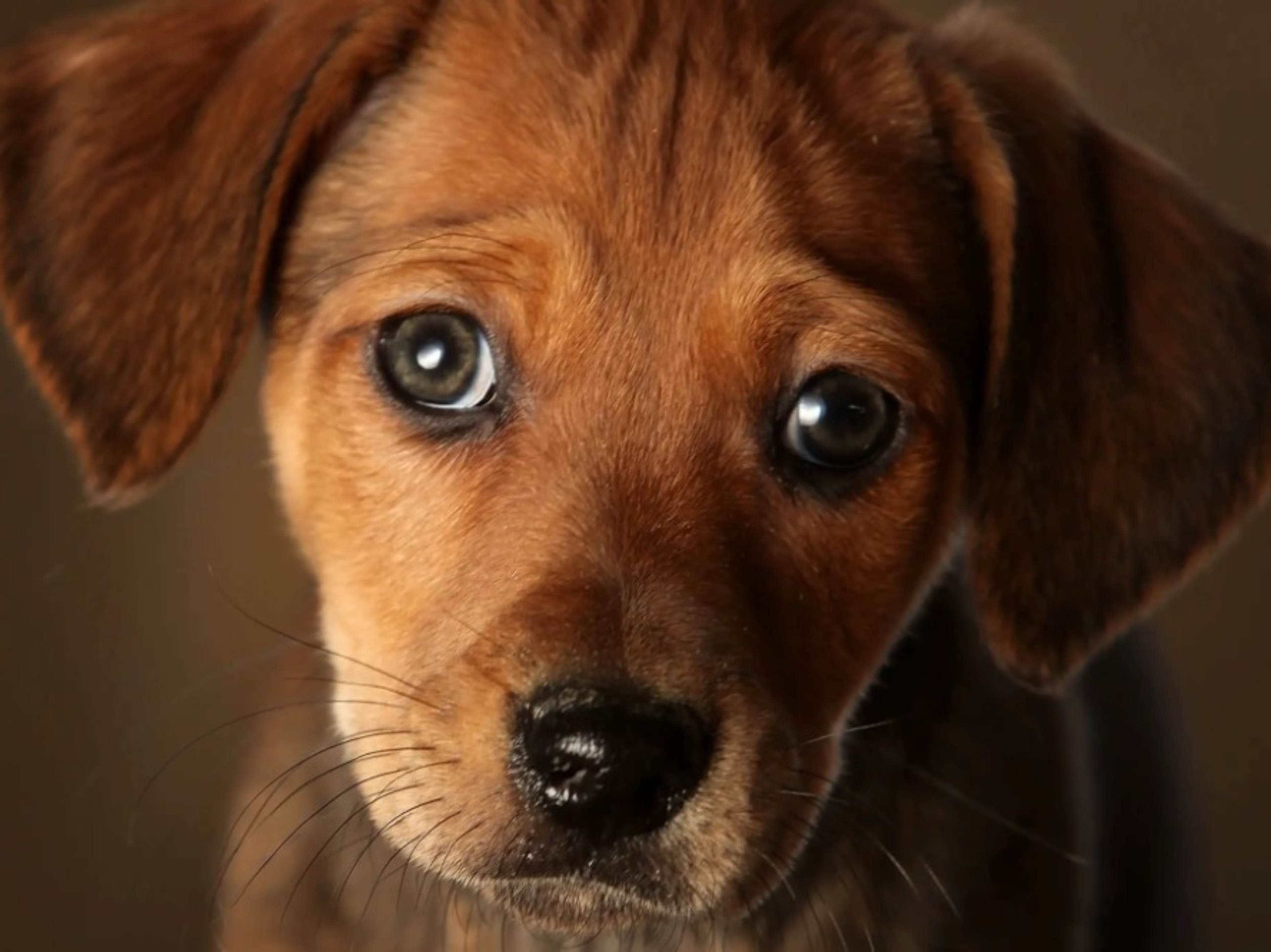 Waive Pet Policy (Productions/Events)