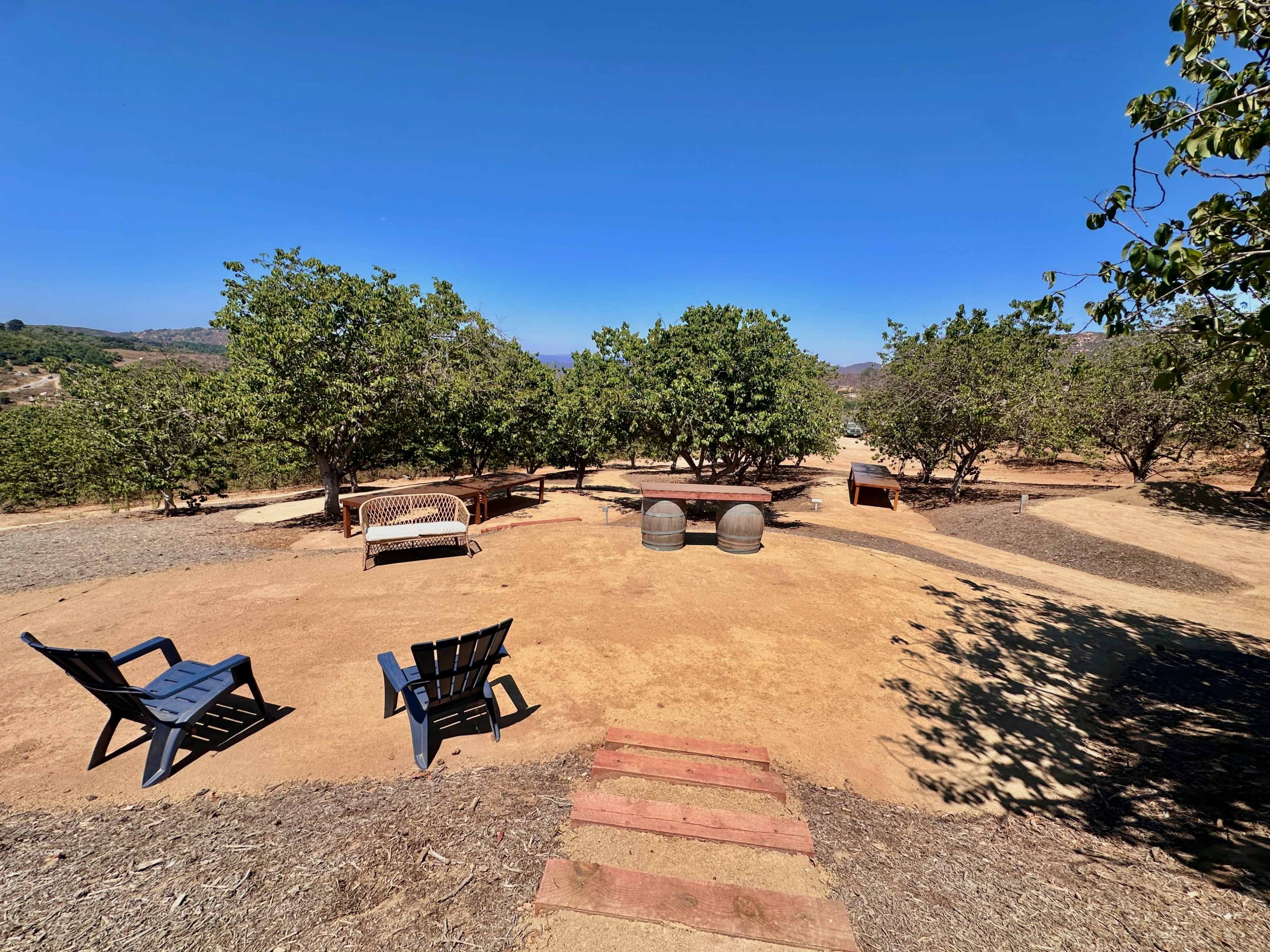 A pathway leads through a dirt area with seating and two large trees in a sunny outdoor setting.