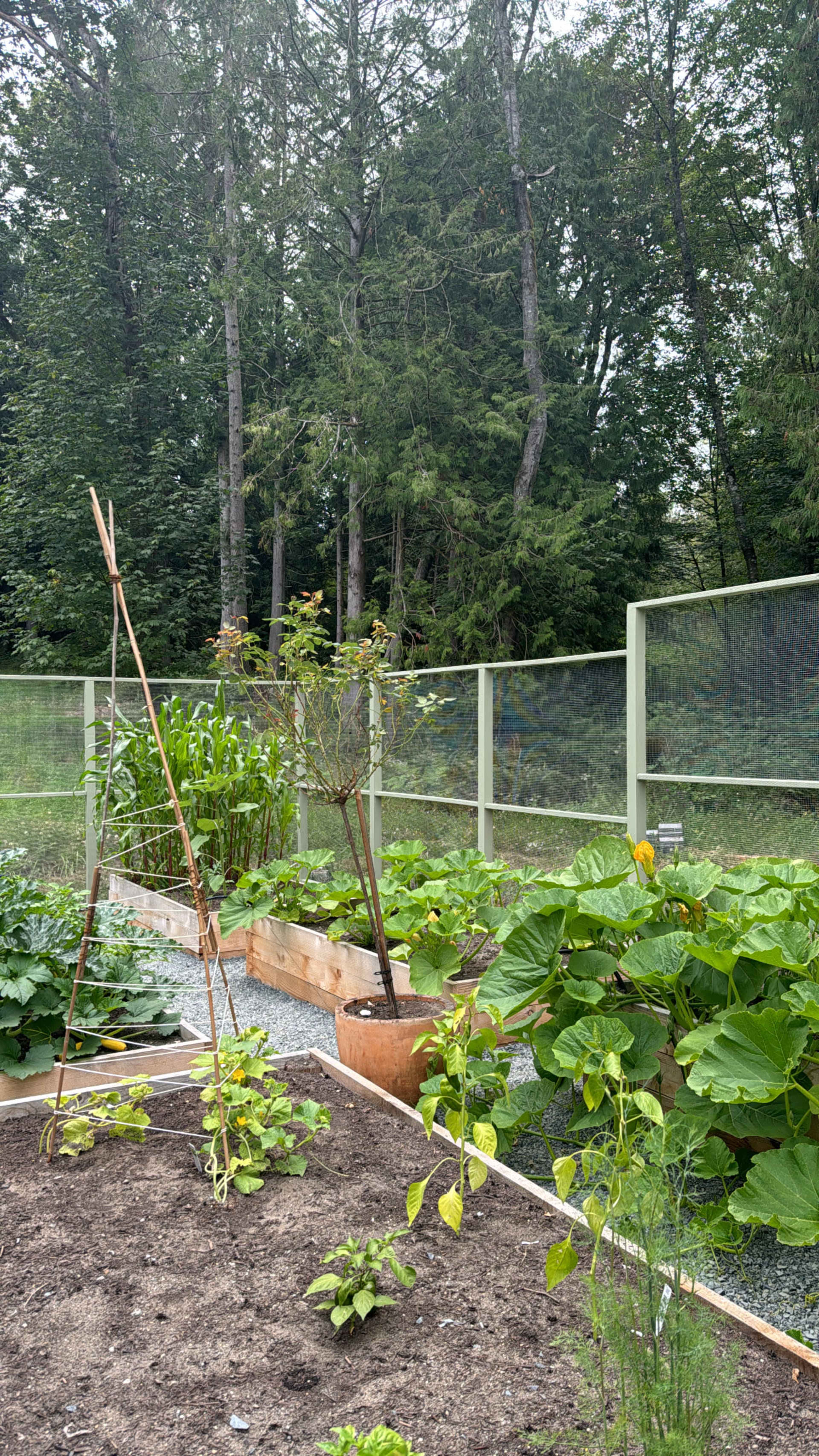 Charming Greenhouse with Garden Image in Kayak Point, Stanwood, WA