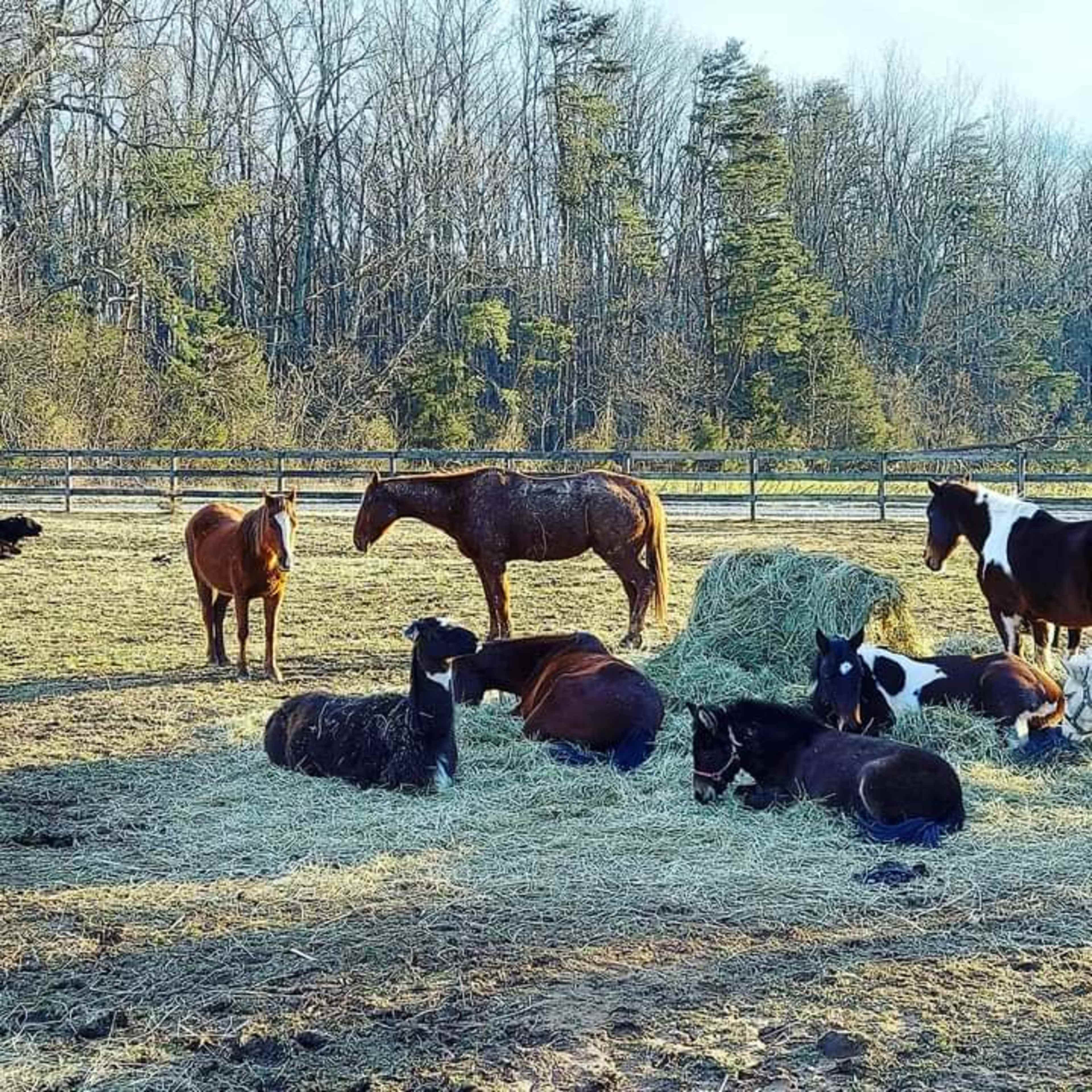 A group of horses grazes and rests near a haystack in a fenced field surrounded by trees.