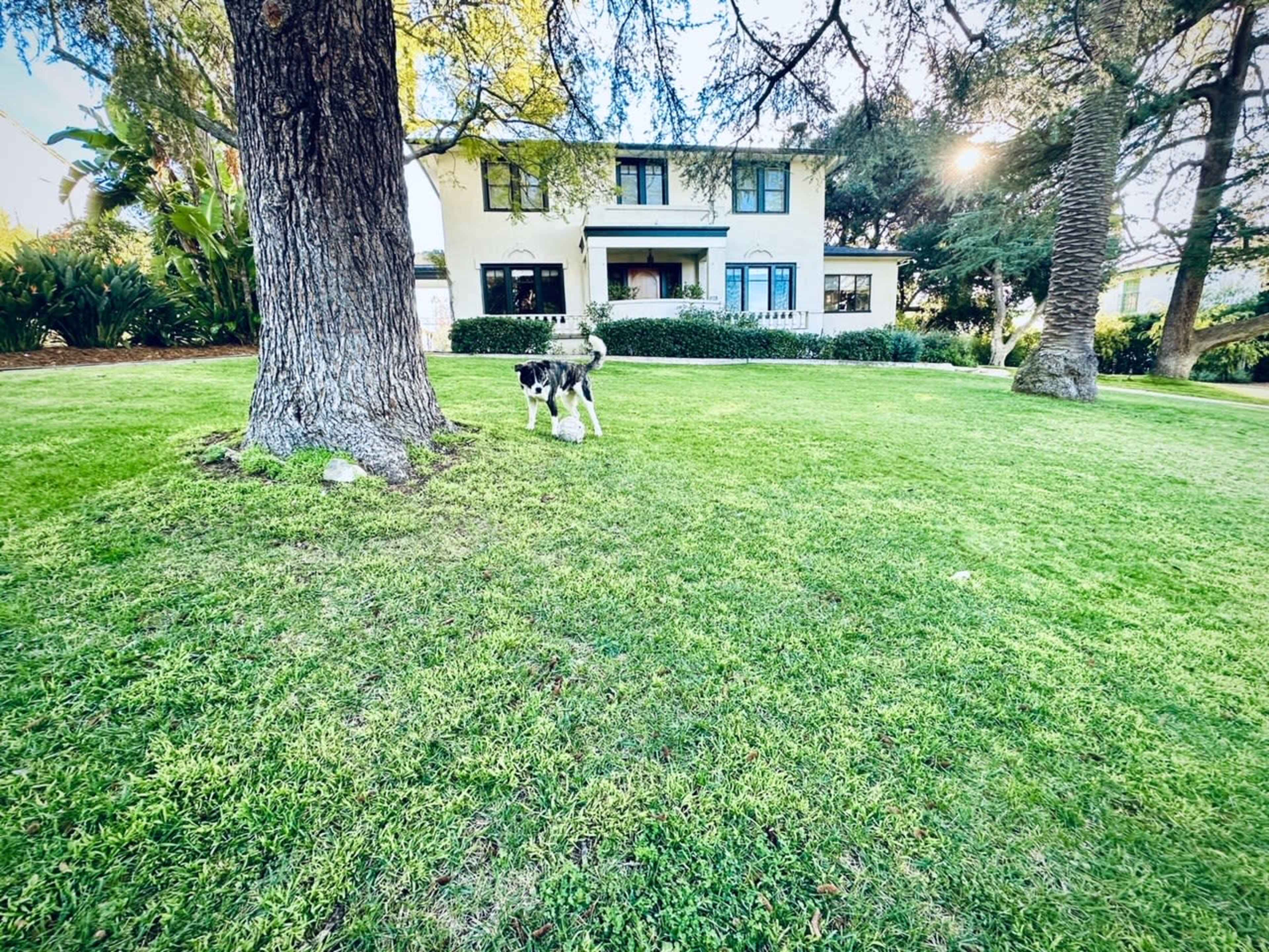 A dog is playing on the grassy lawn in front of a two-story house surrounded by trees.