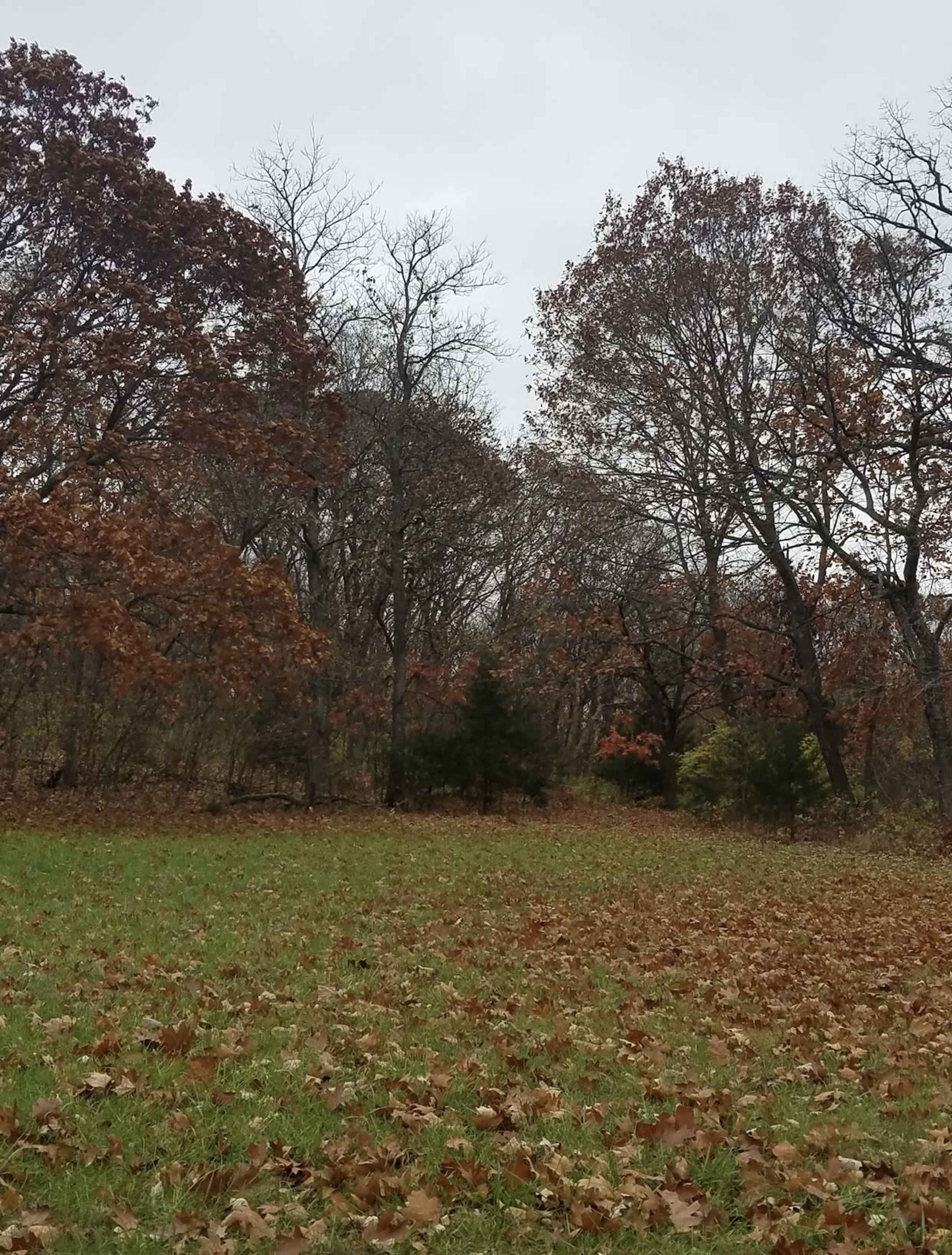 The image shows a field covered with fallen leaves surrounded by trees with sparse foliage under a cloudy sky.