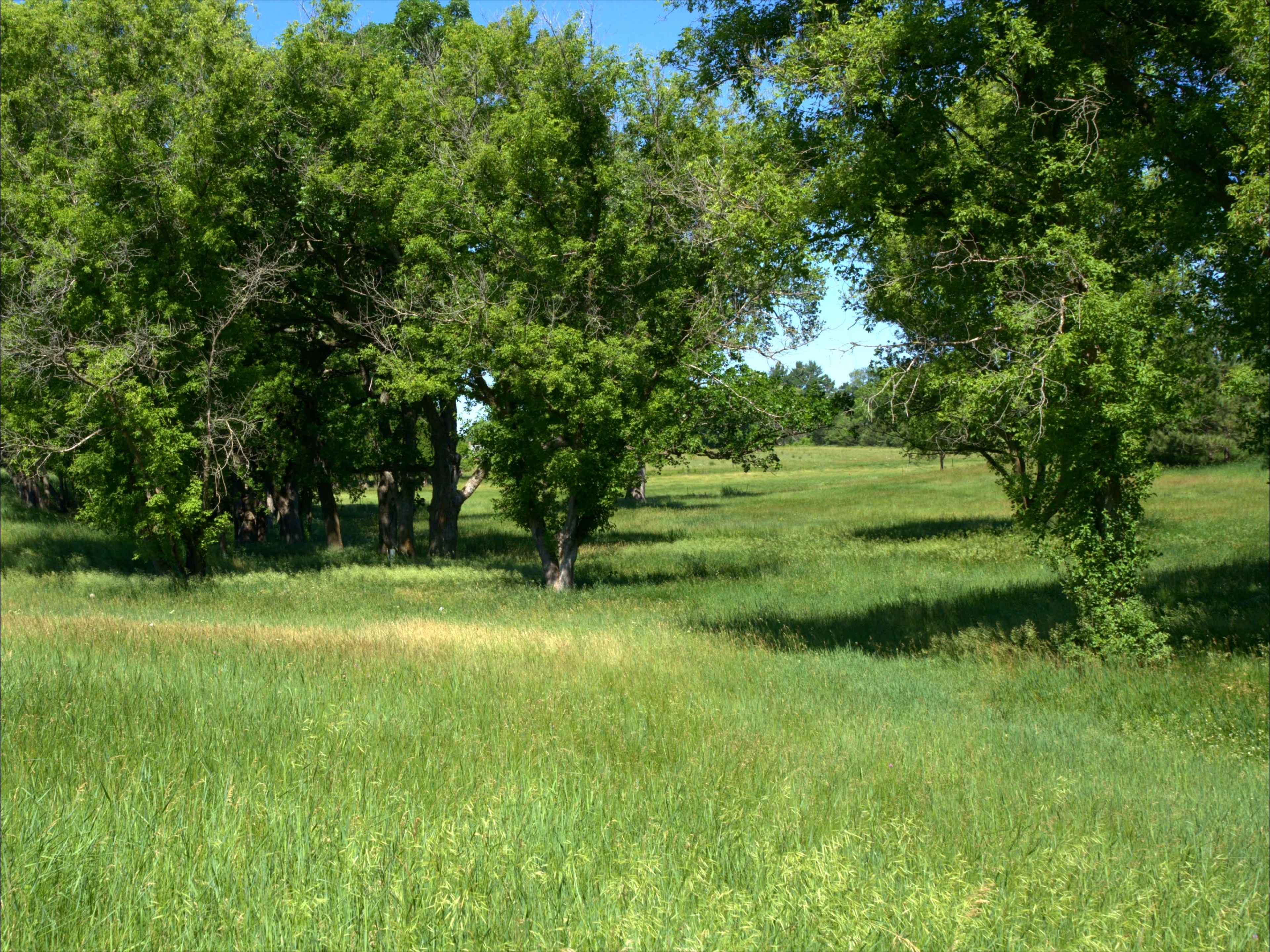 A lush field with scattered trees and a clear blue sky in the background.