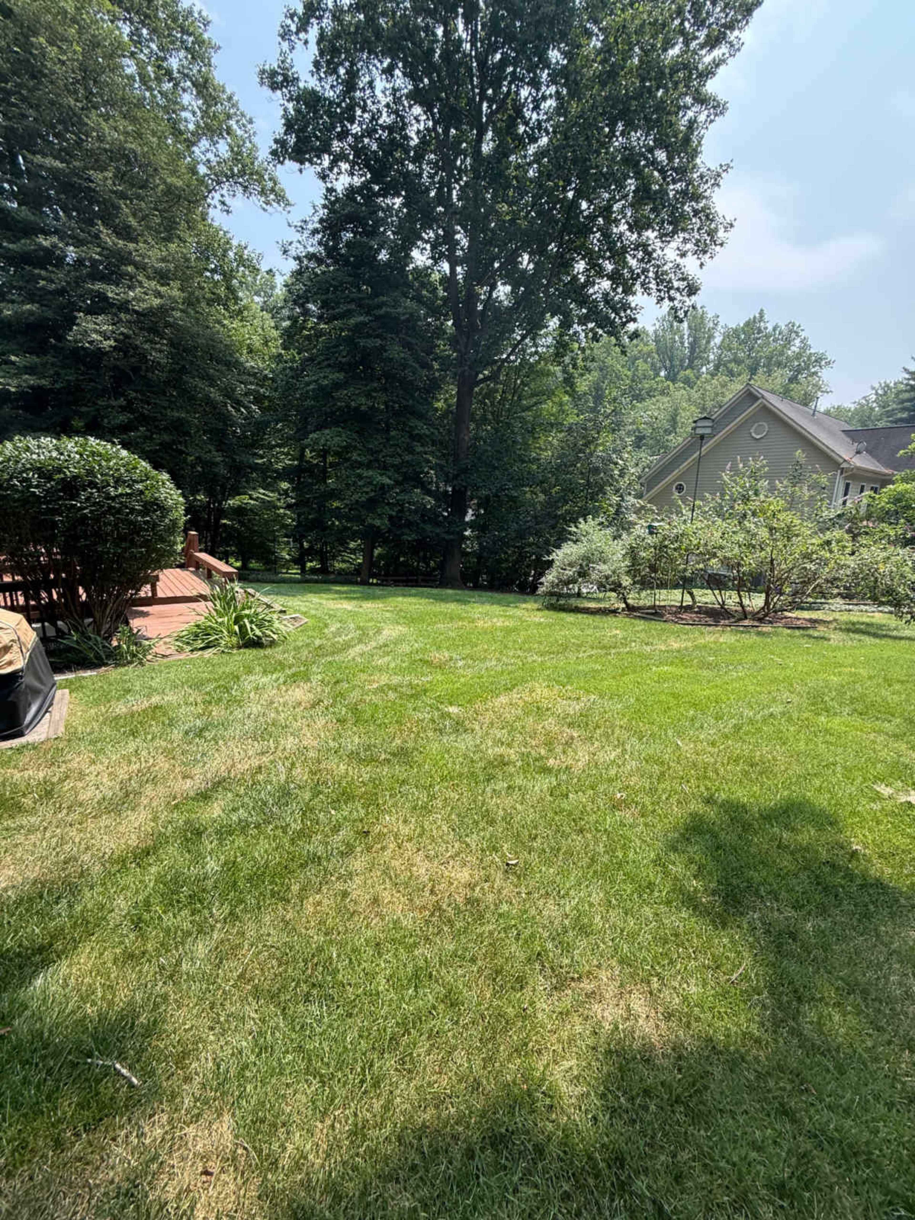 The image shows a well-maintained lawn with trees and a house in the background on a sunny day.