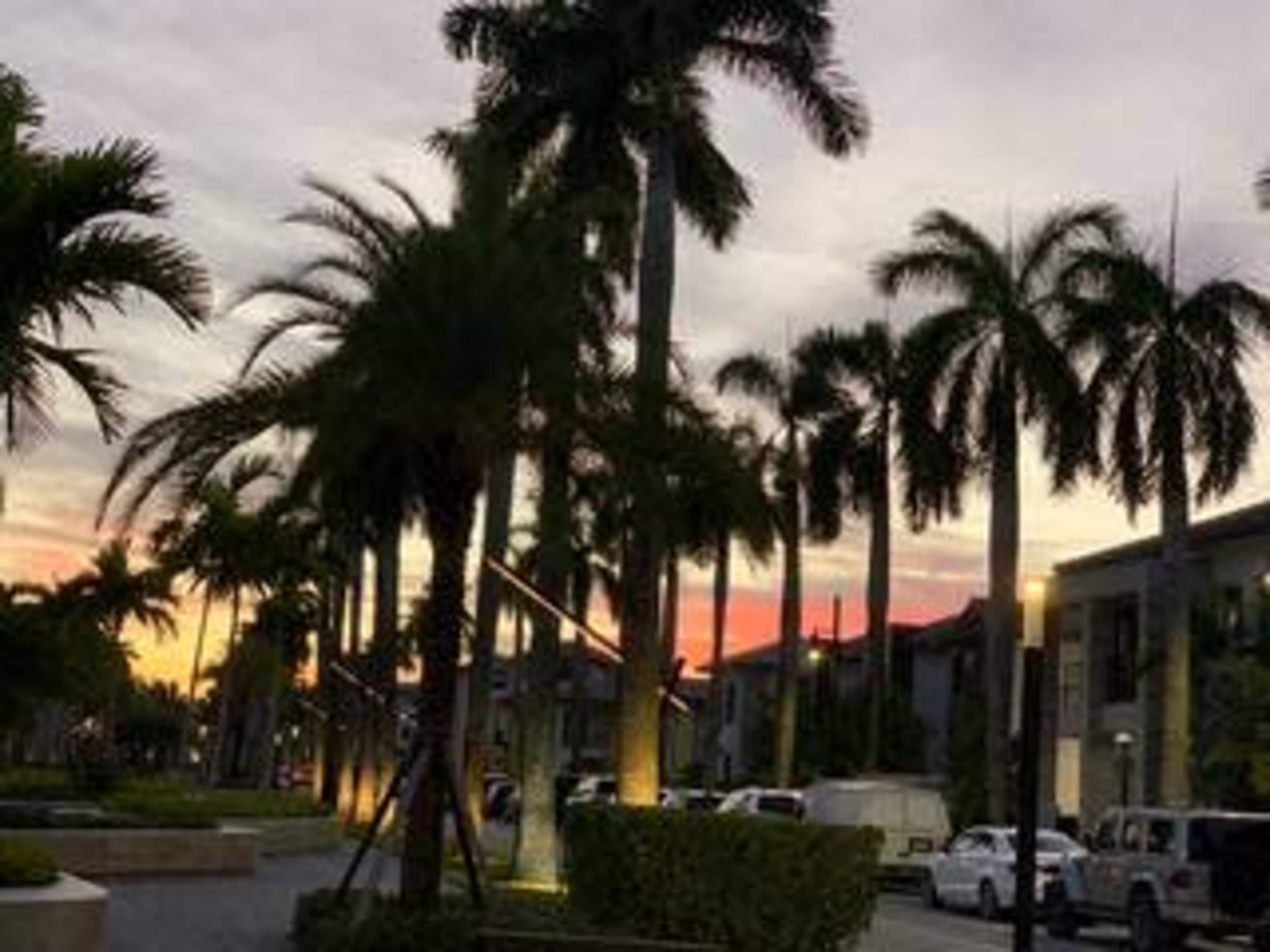 The image shows a pathway lined with tall palm trees, with buildings and parked vehicles visible under a twilight sky.