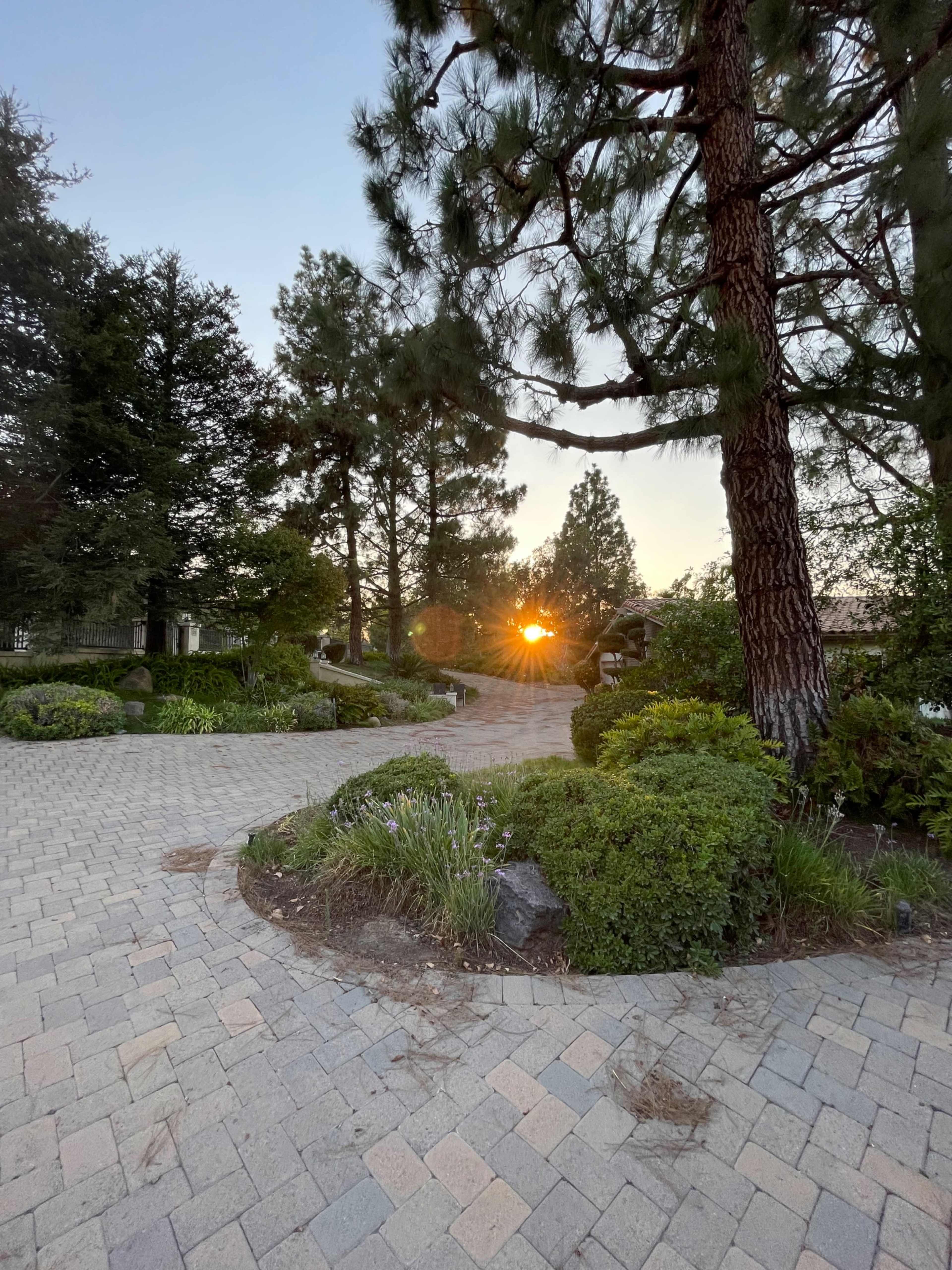 The image shows a pathway lined with lush green shrubs and trees, leading towards a sunset in the background.