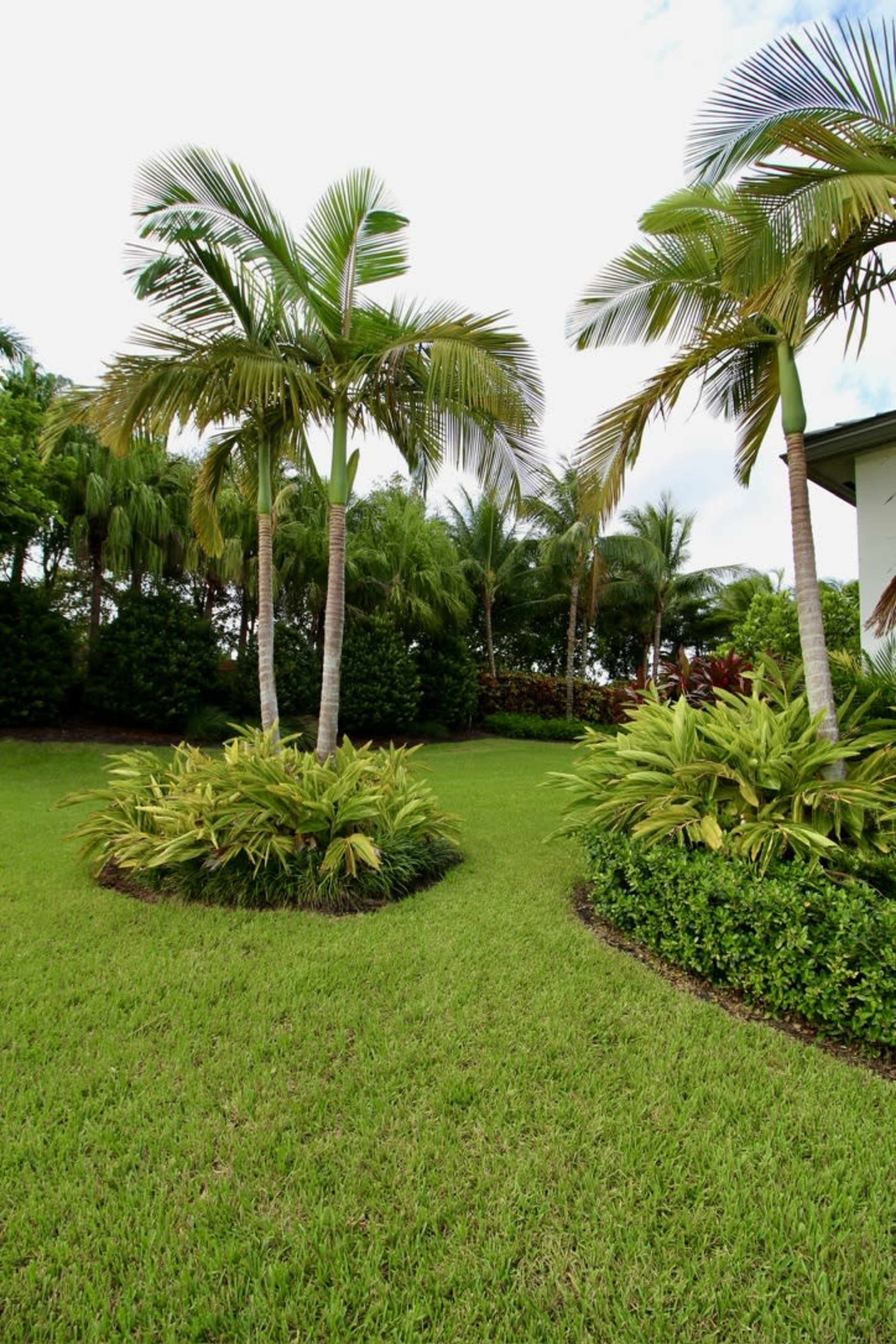 The image shows a well-maintained grassy area featuring tropical plants and palm trees against a backdrop of additional greenery.